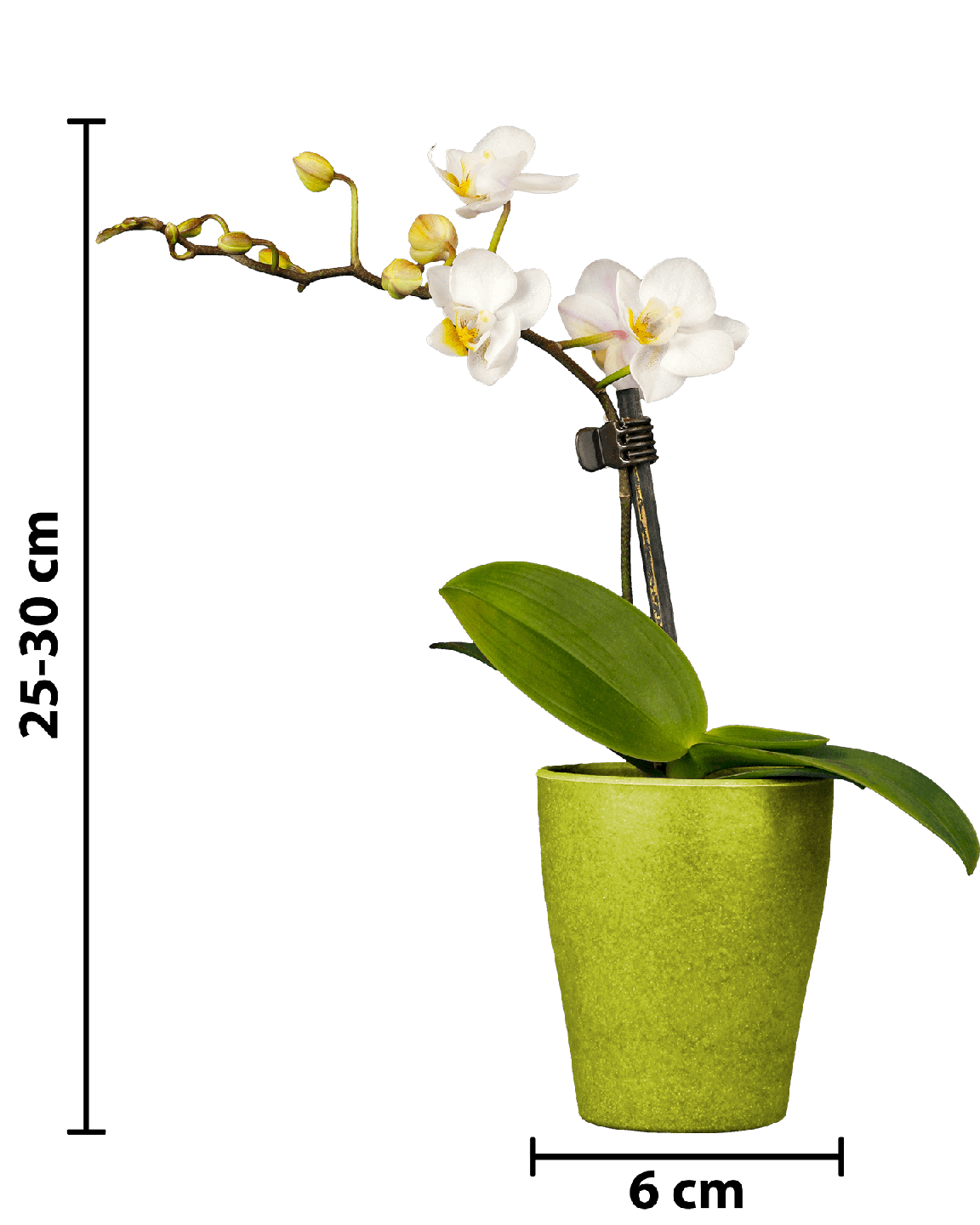 Phalaenopsis Mini Irma Beyaz Renkli Orkide - 5