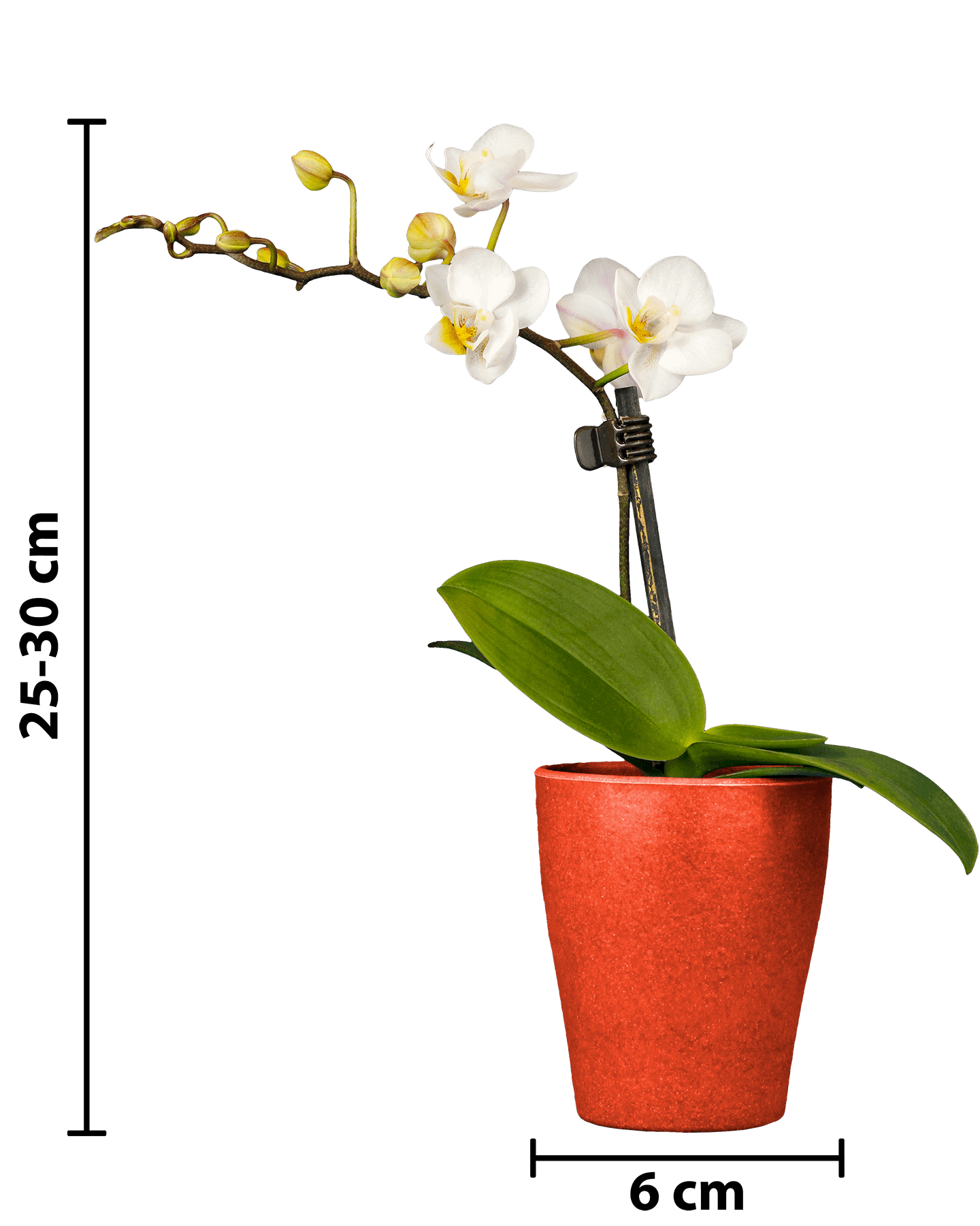 Phalaenopsis Mini Irma Beyaz Renkli Orkide - 7