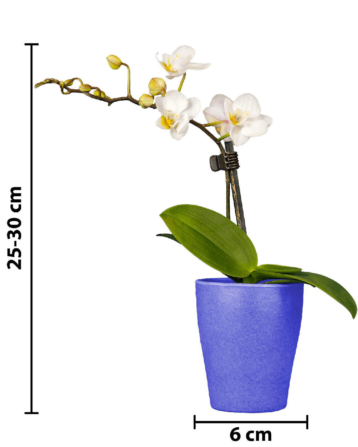 Phalaenopsis Mini Irma Beyaz Renkli Orkide - 9