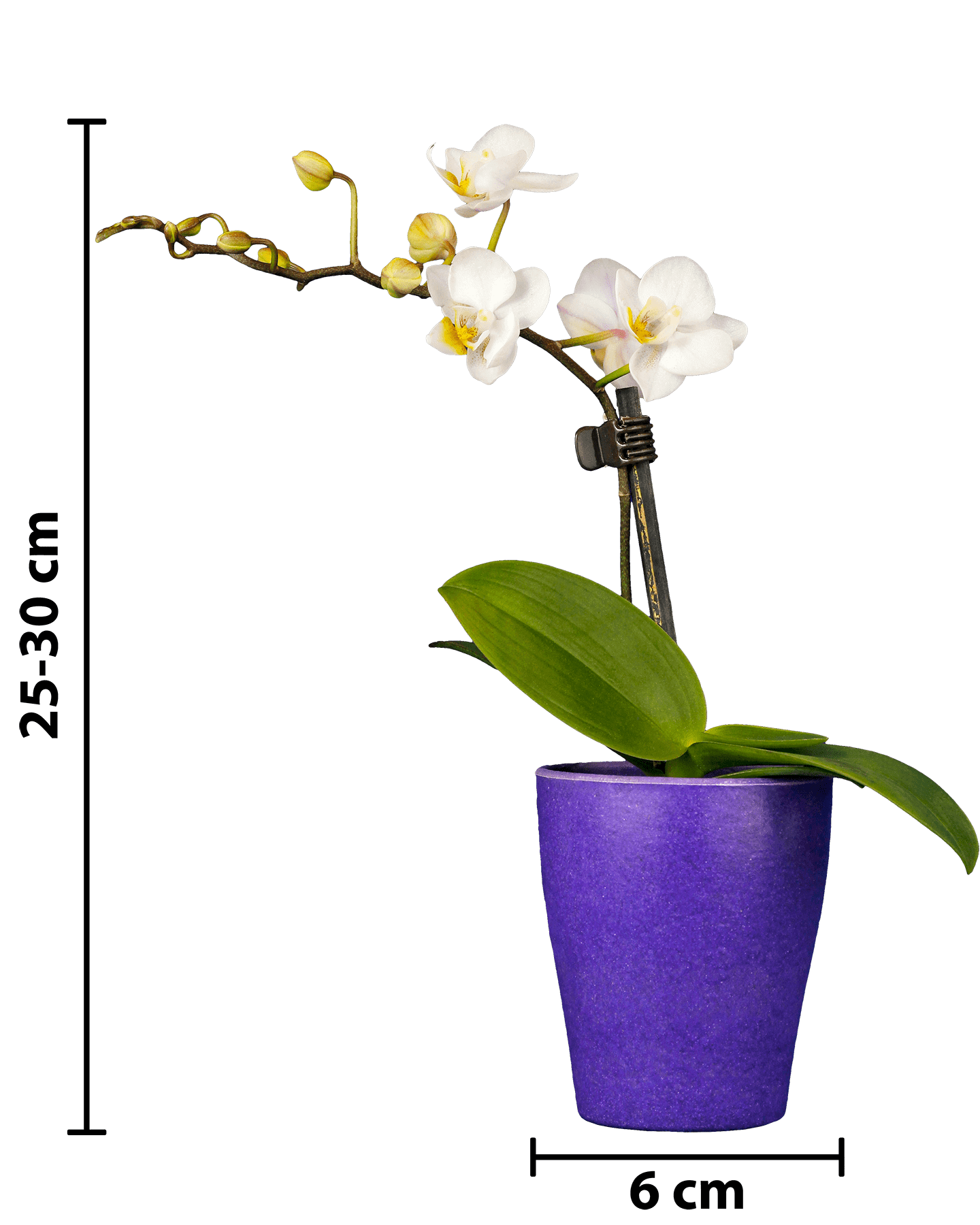 Phalaenopsis Mini Irma Beyaz Renkli Orkide - 11