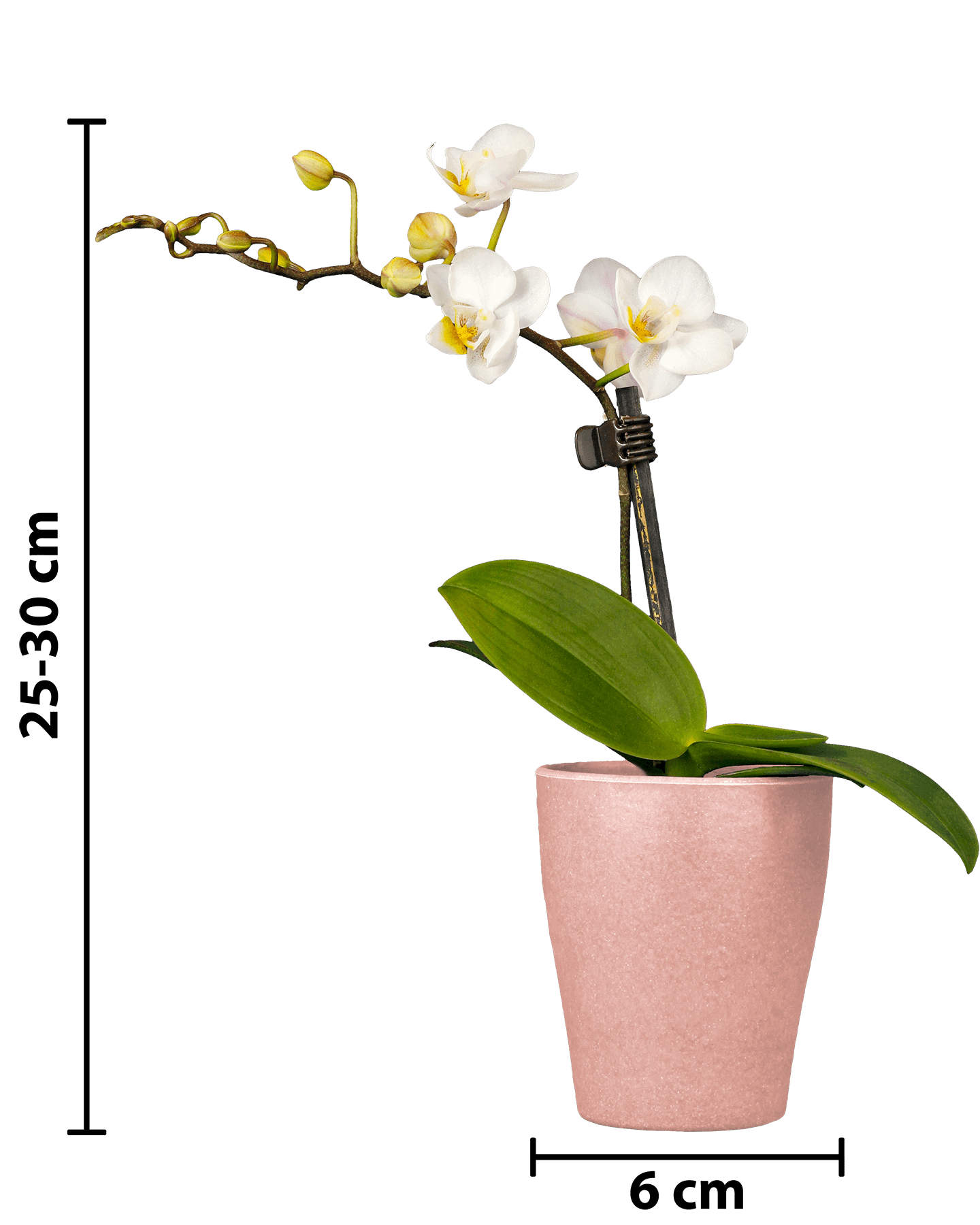 Phalaenopsis Mini Irma Beyaz Renkli Orkide - 1