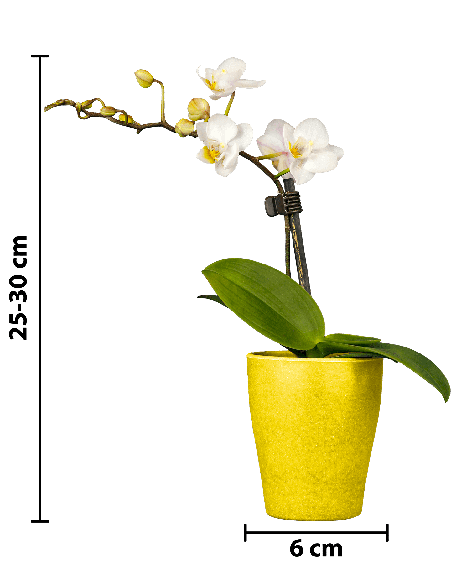 Phalaenopsis Mini Irma Beyaz Renkli Orkide - 13