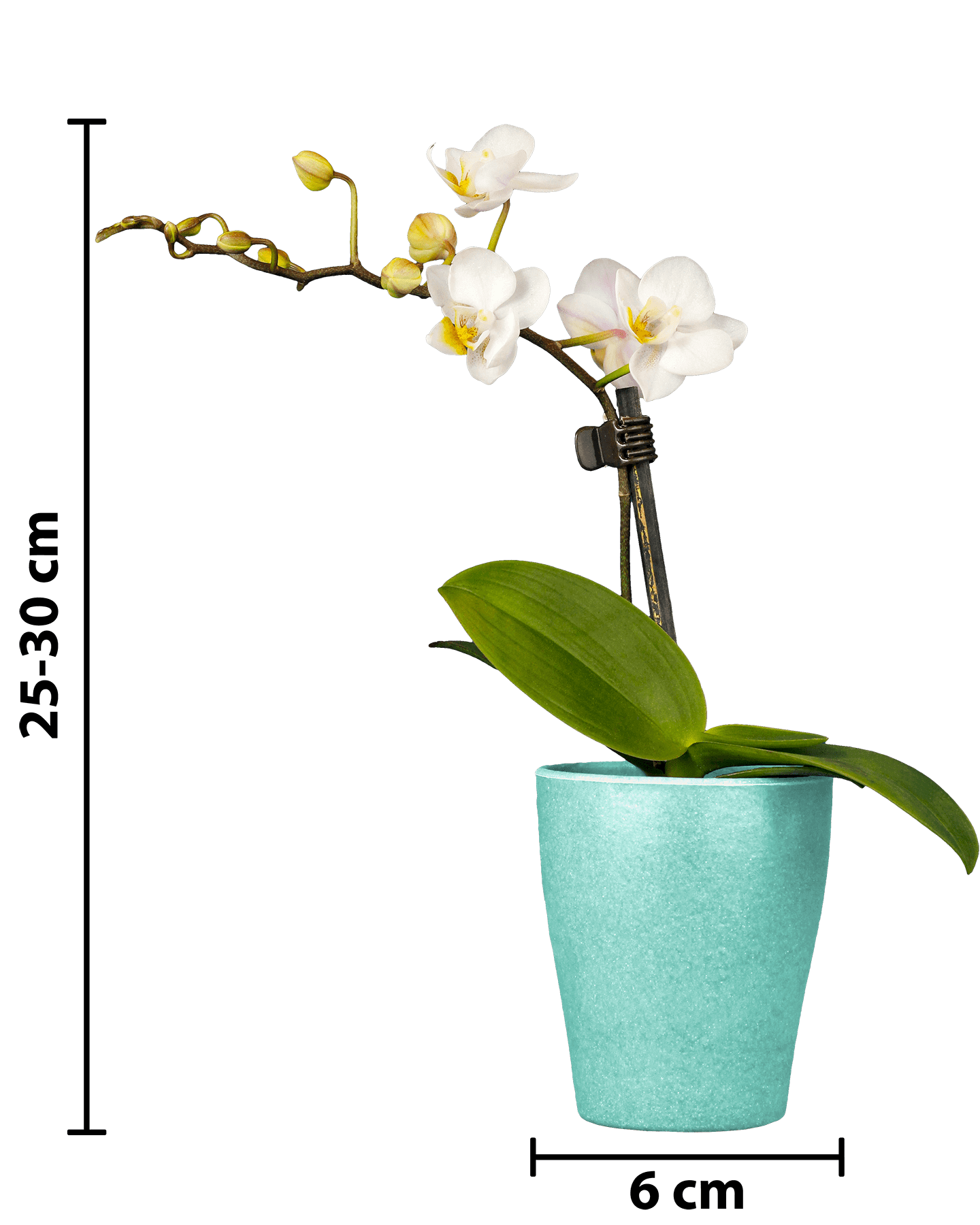 Phalaenopsis Mini Irma Beyaz Renkli Orkide - 15