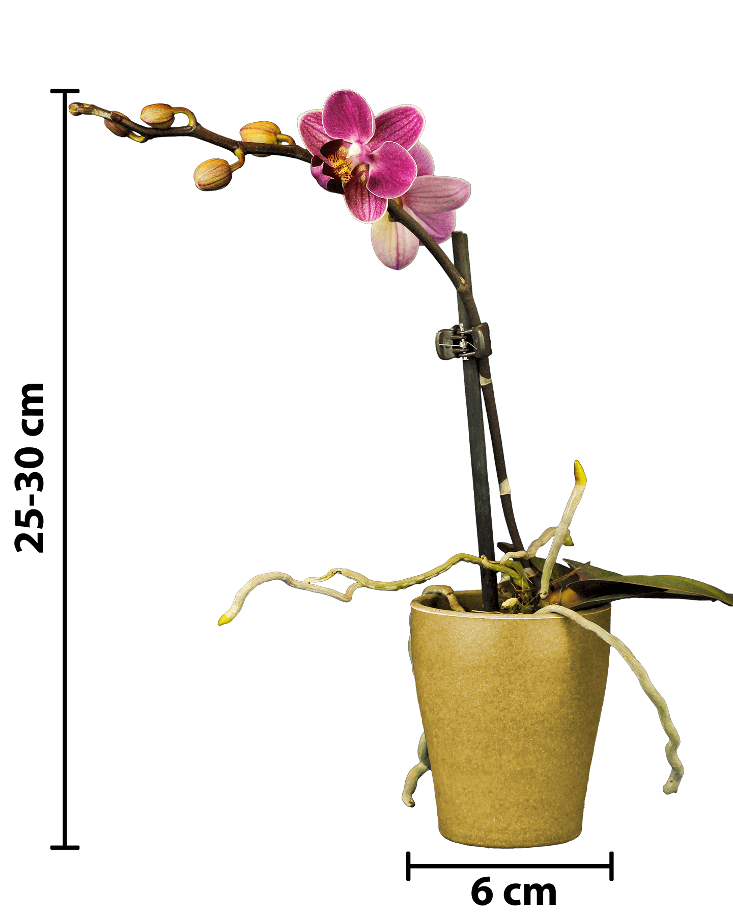 Phalaenopsis Mini Mathilda Mor Renkli Orkide - Solo Plant