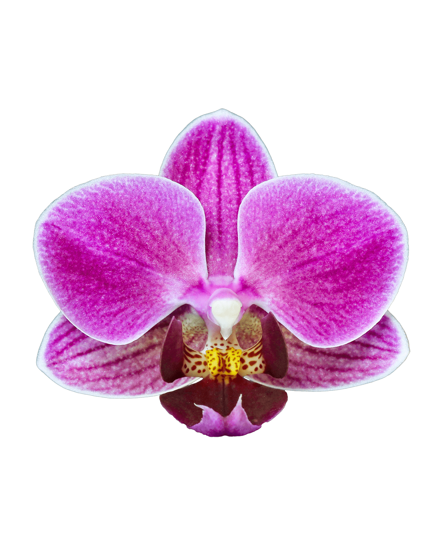 Phalaenopsis Mini Mathilda Mor Renkli Orkide - 4
