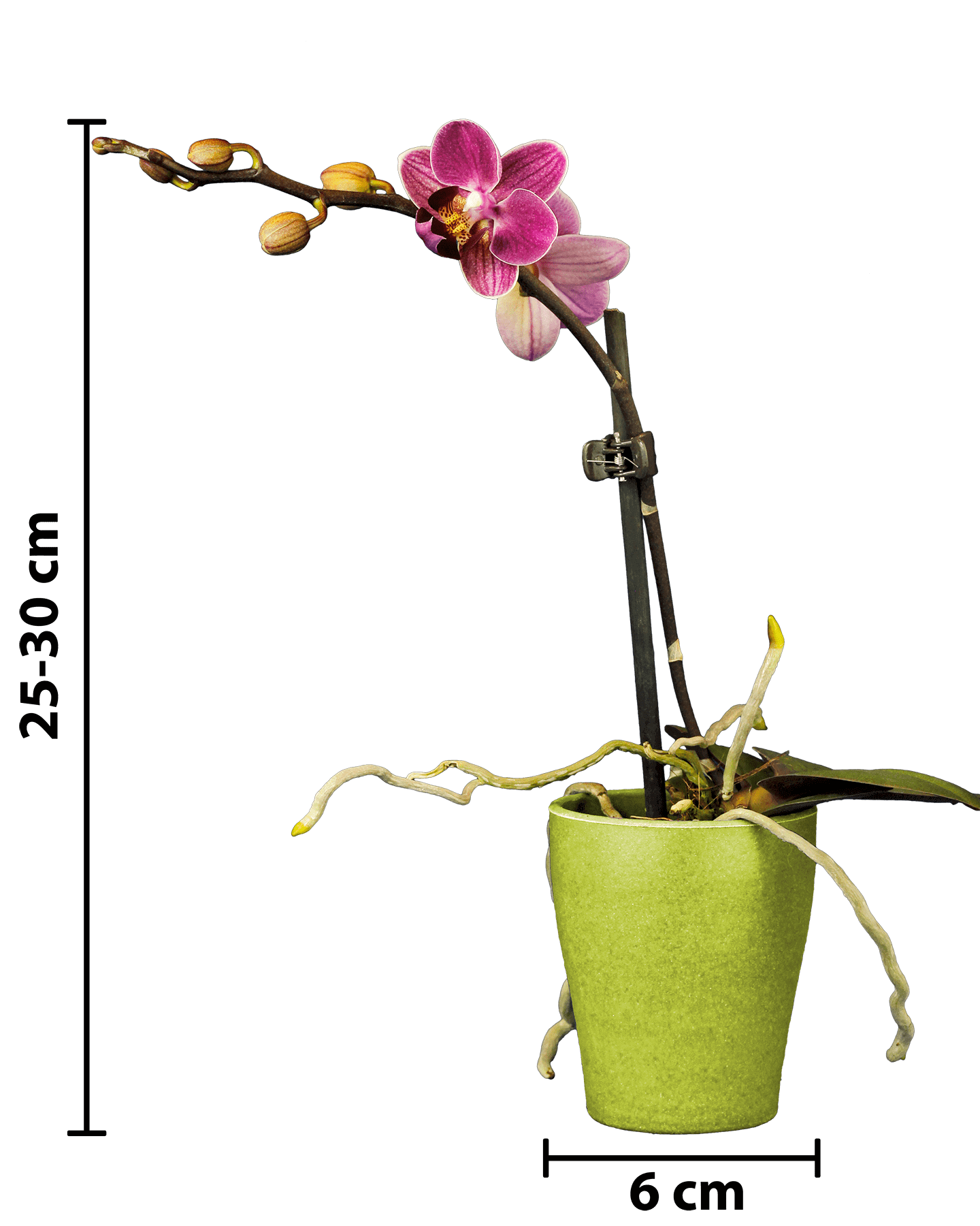 Phalaenopsis Mini Mathilda Mor Renkli Orkide - 5