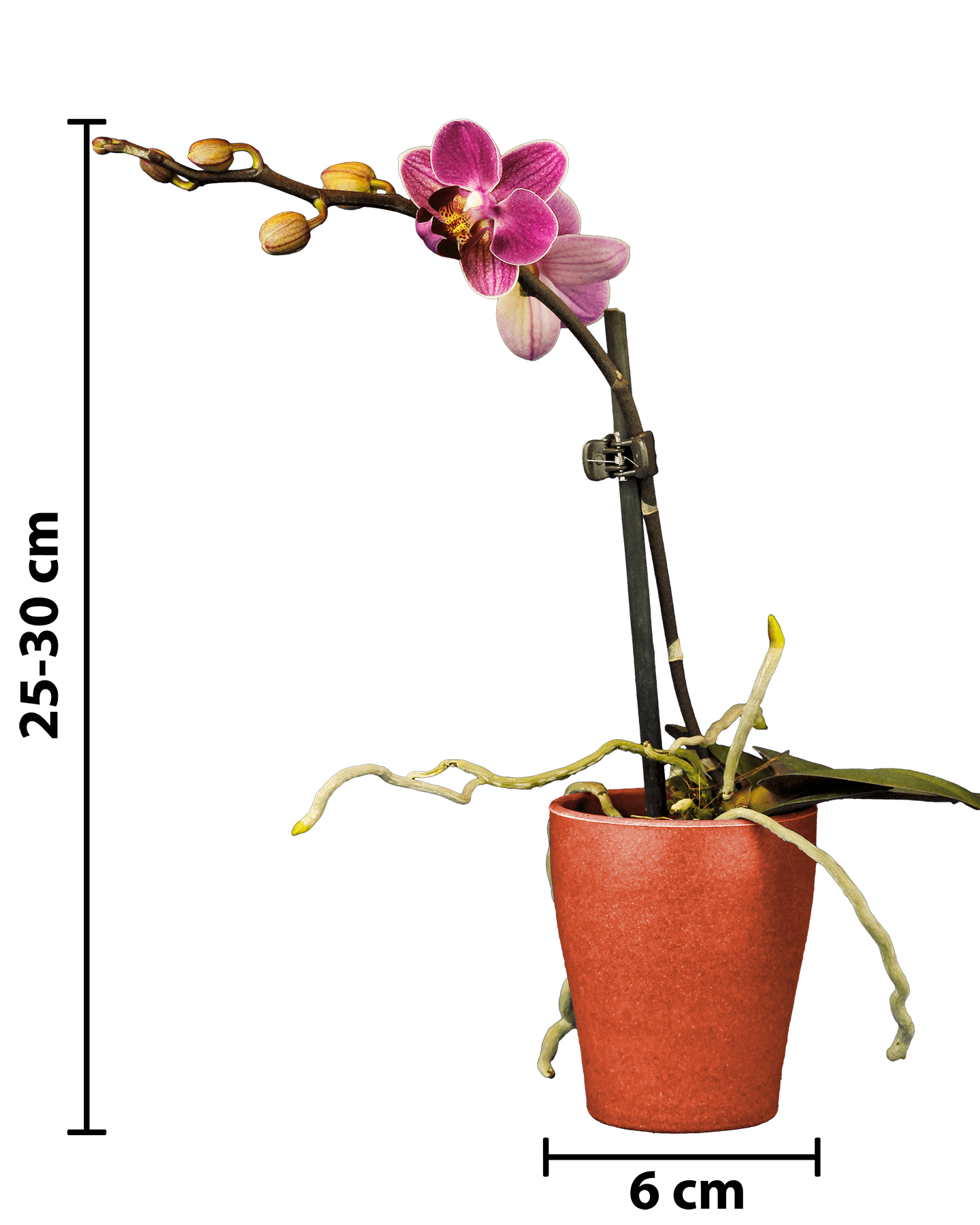 Phalaenopsis Mini Mathilda Mor Renkli Orkide - 7