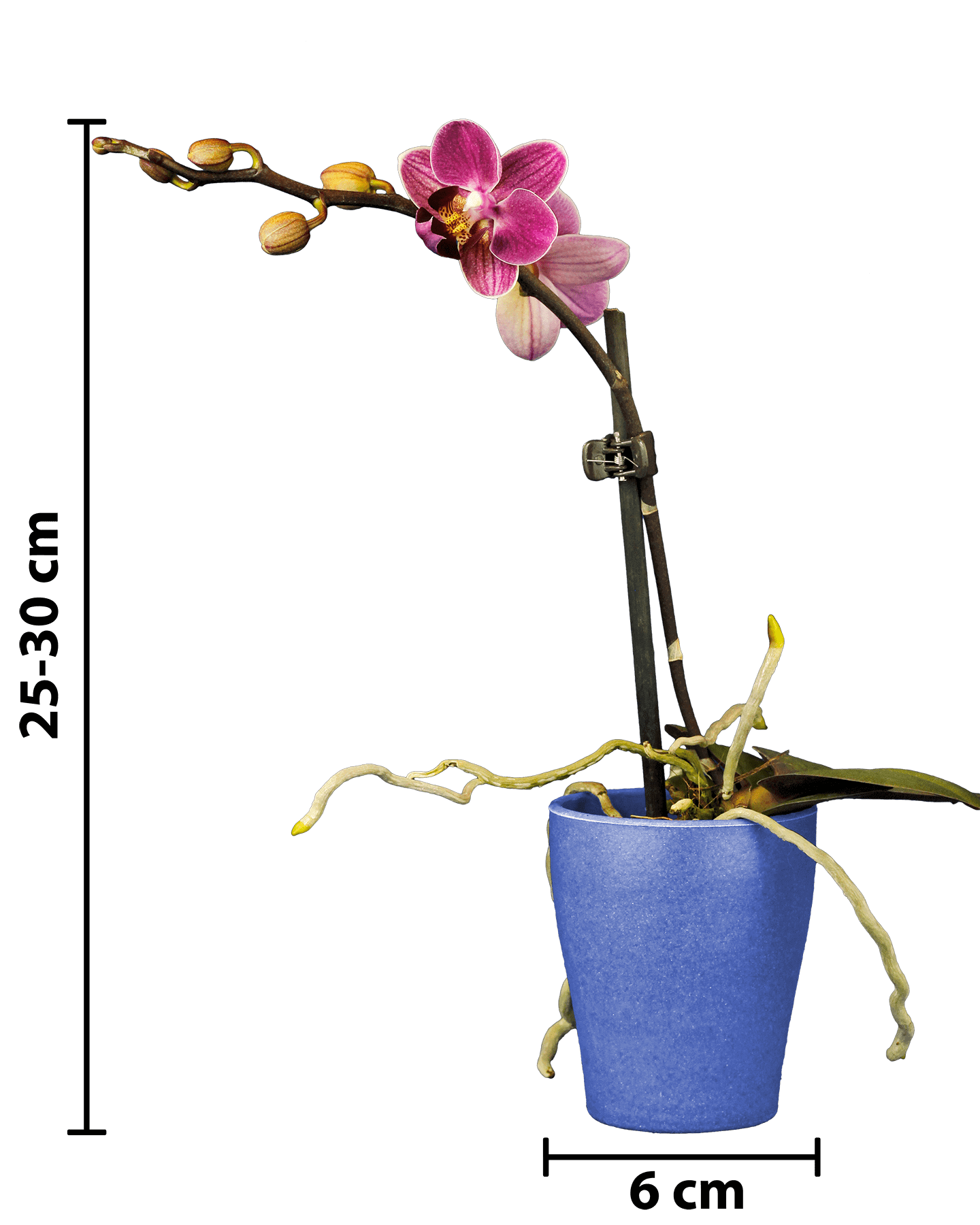 Phalaenopsis Mini Mathilda Mor Renkli Orkide - 9