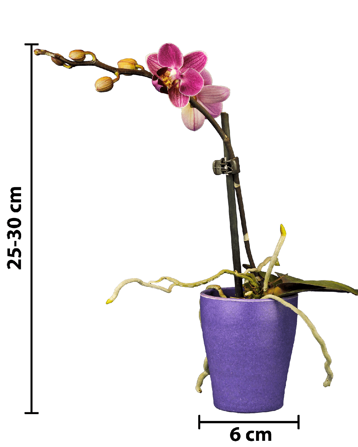 Phalaenopsis Mini Mathilda Mor Renkli Orkide - 11