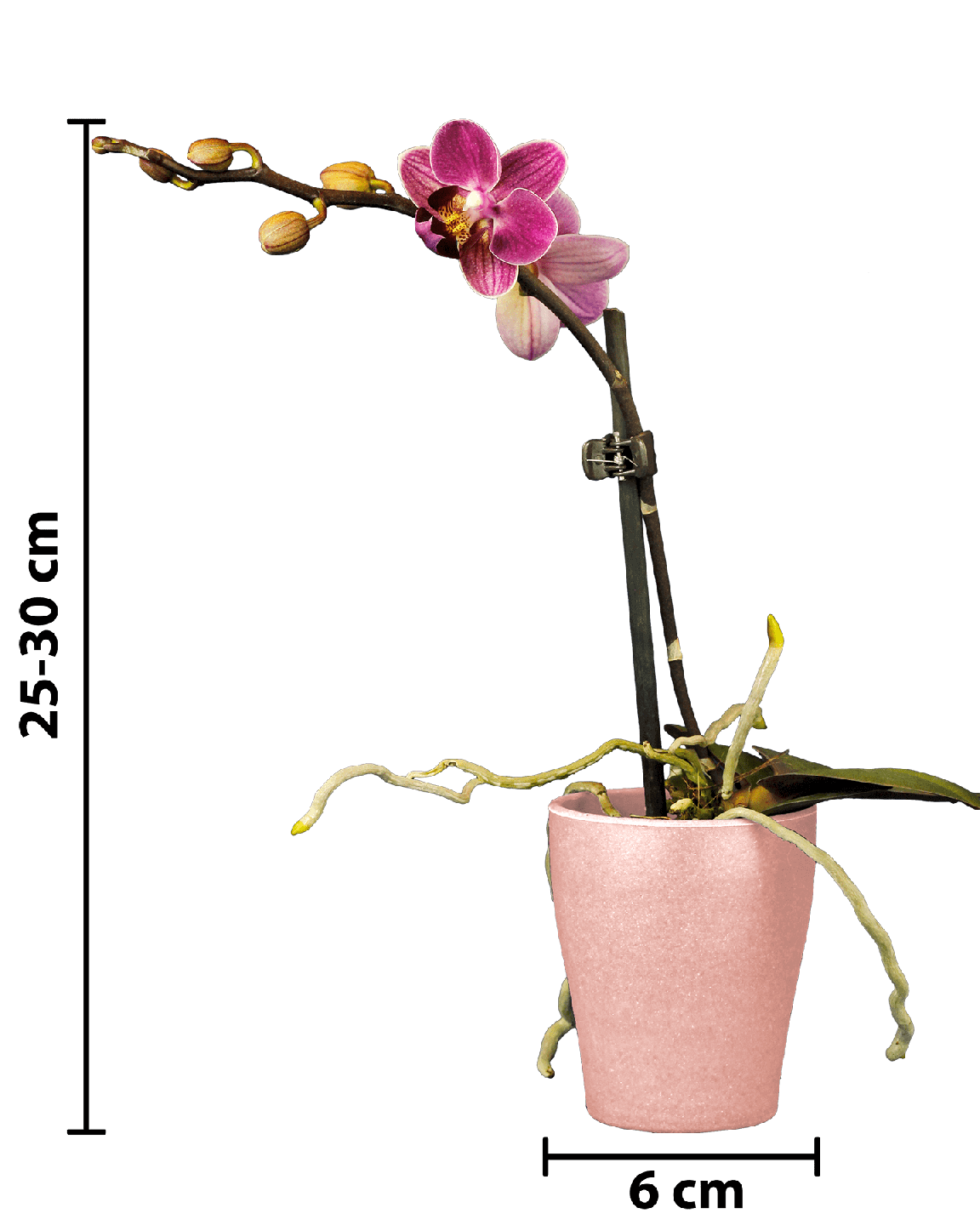 Phalaenopsis Mini Mathilda Mor Renkli Orkide - 1