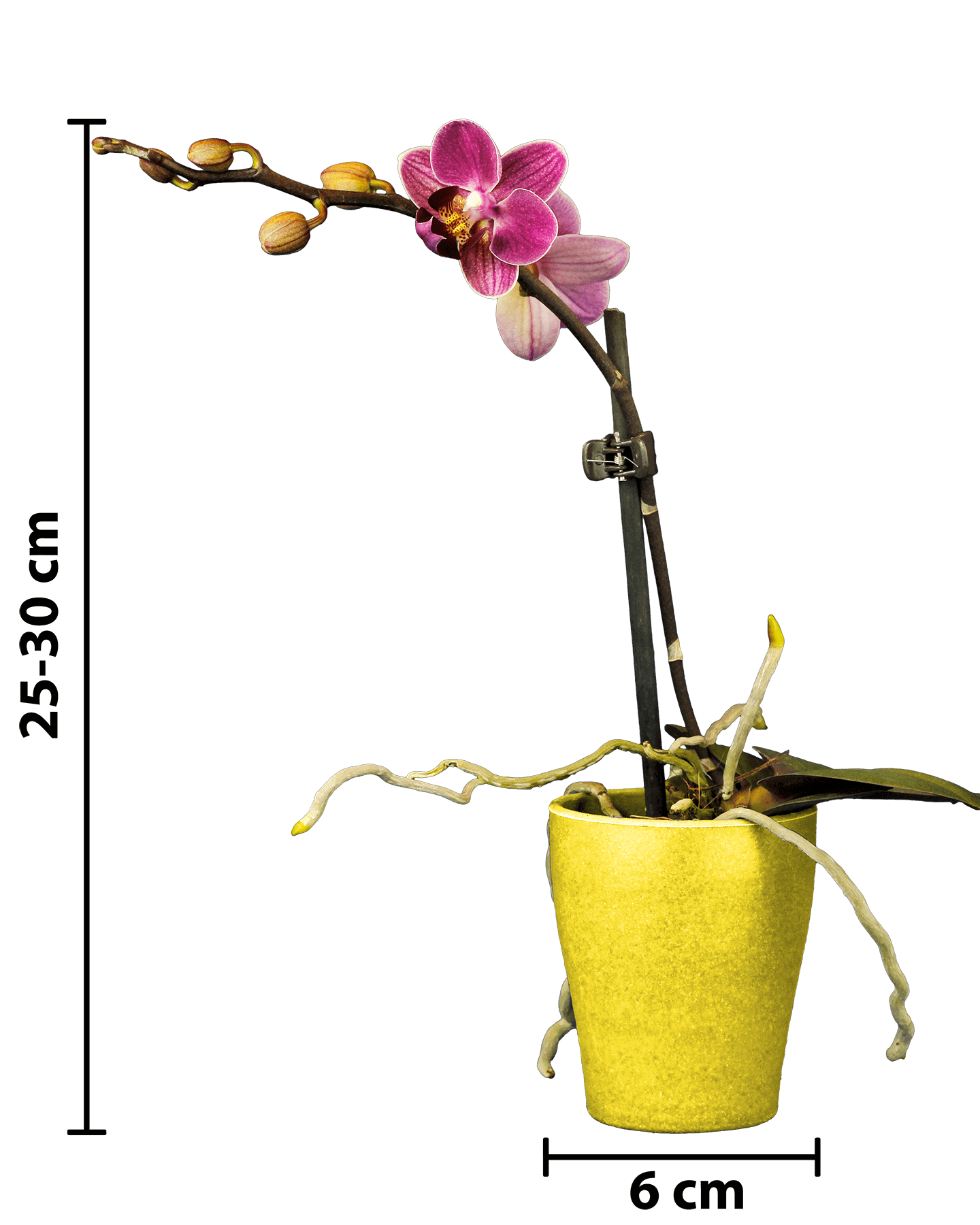 Phalaenopsis Mini Mathilda Mor Renkli Orkide - 13