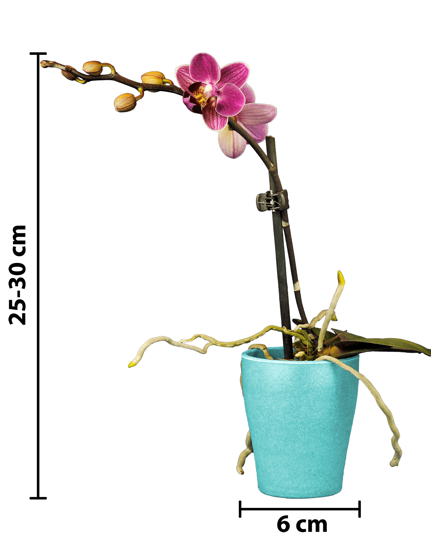 Phalaenopsis Mini Mathilda Mor Renkli Orkide - 15
