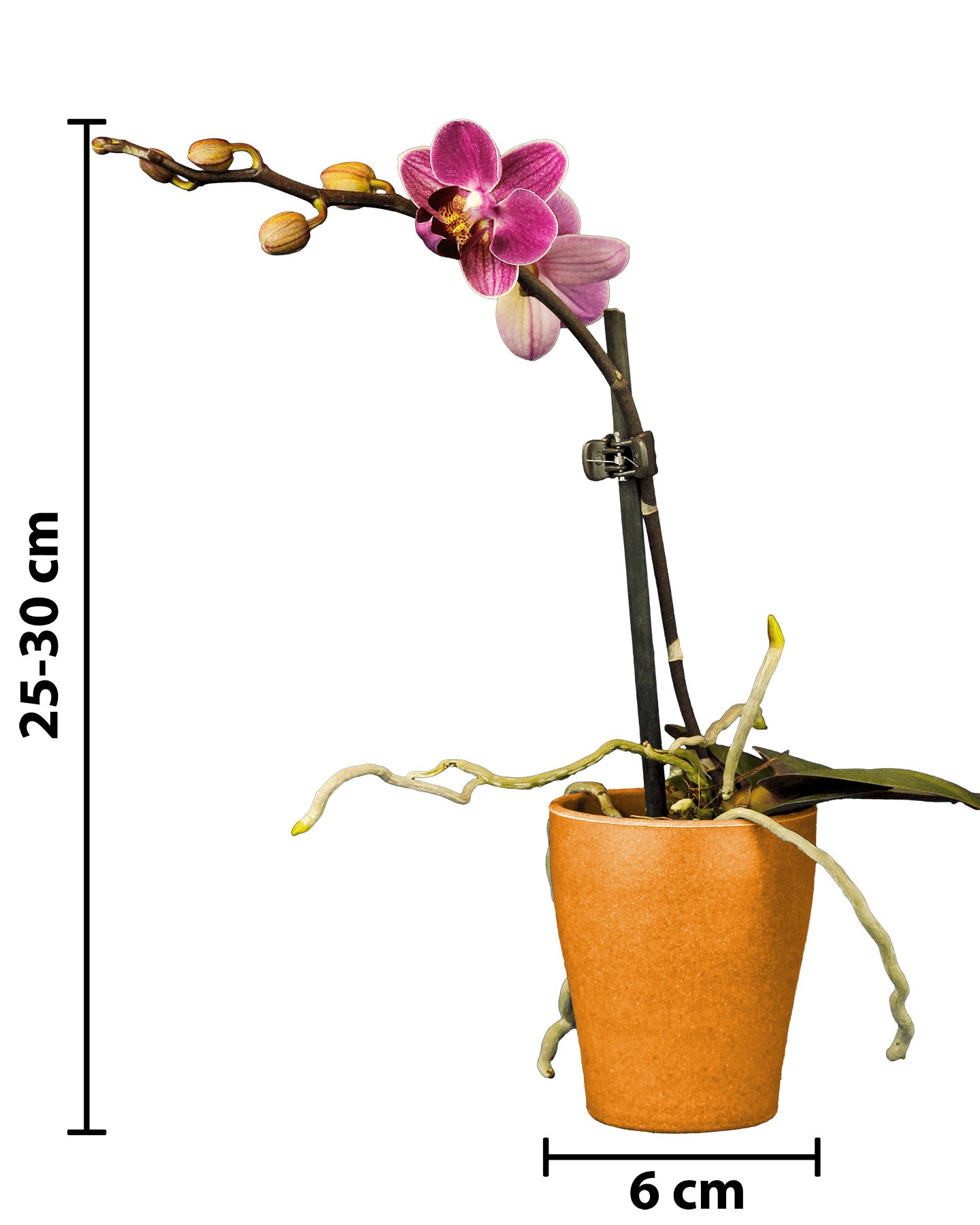 Phalaenopsis Mini Mathilda Mor Renkli Orkide - 17