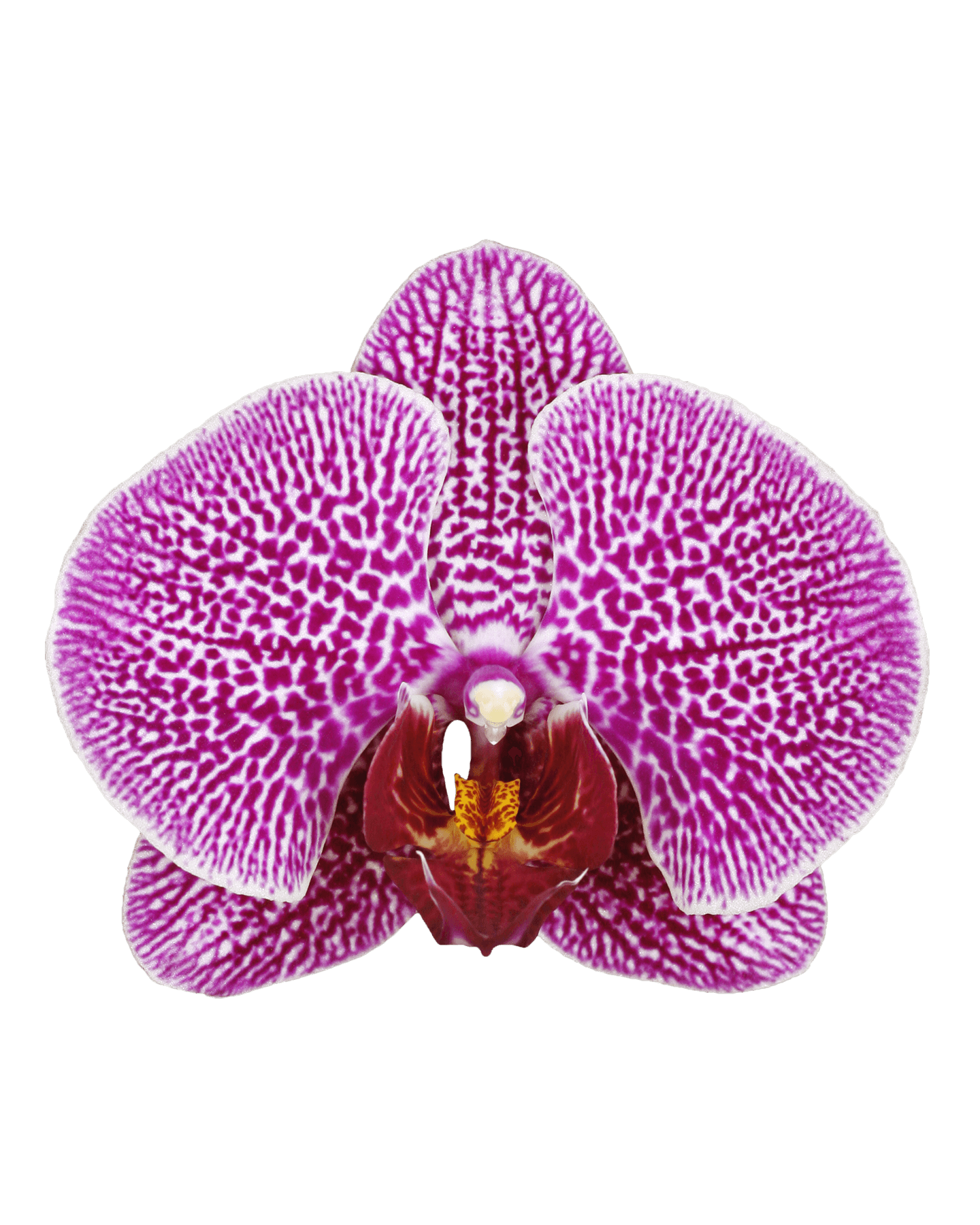 Phalaenopsis Molly Tek Dallı Çok Renkli Orkide - 2