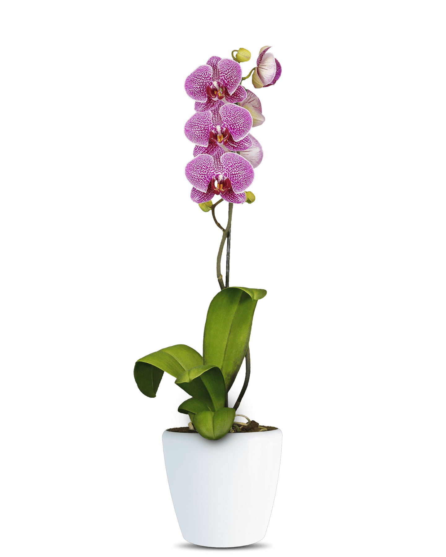 Phalaenopsis Molly Tek Dallı Çok Renkli Orkide - Solo Plant