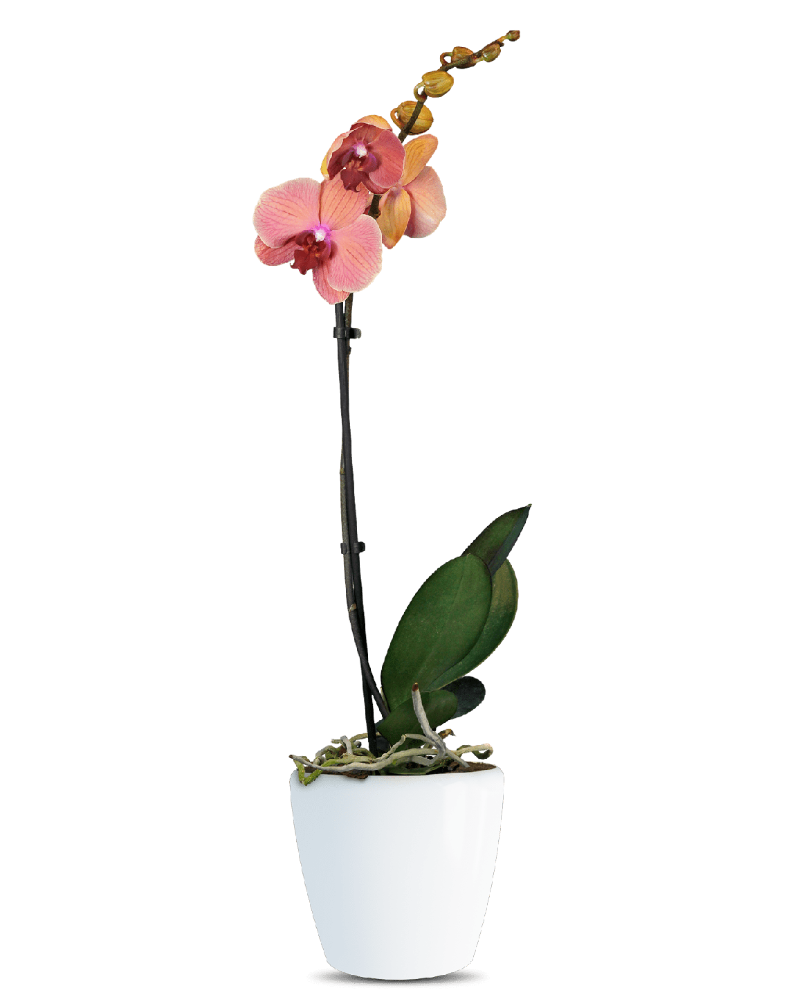 Phalaenopsis Nadia Tek Dallı Sarı Orkide - 1