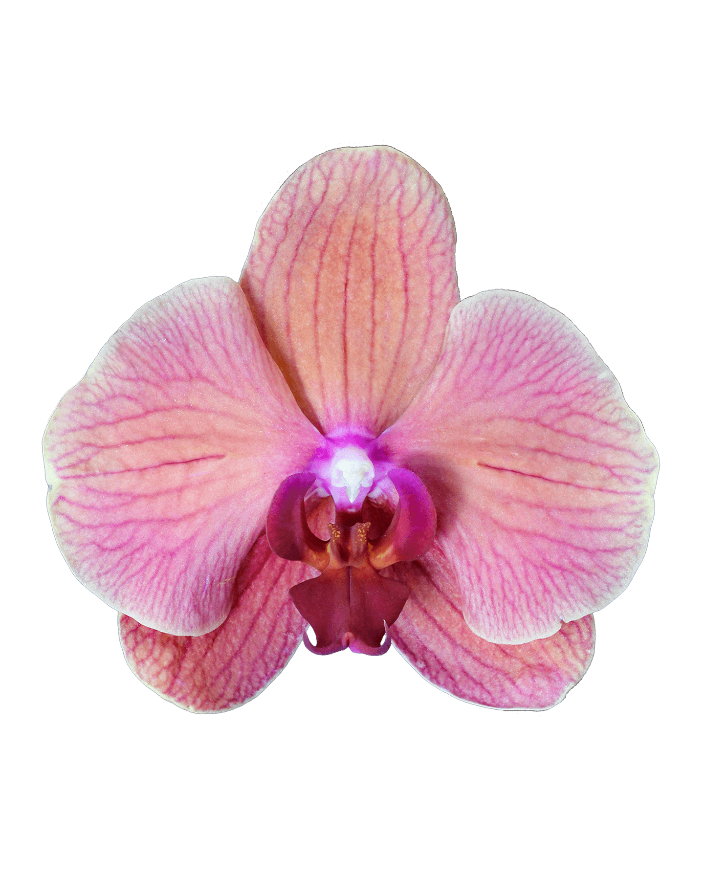 Phalaenopsis Nadia Tek Dallı Sarı Orkide - 2