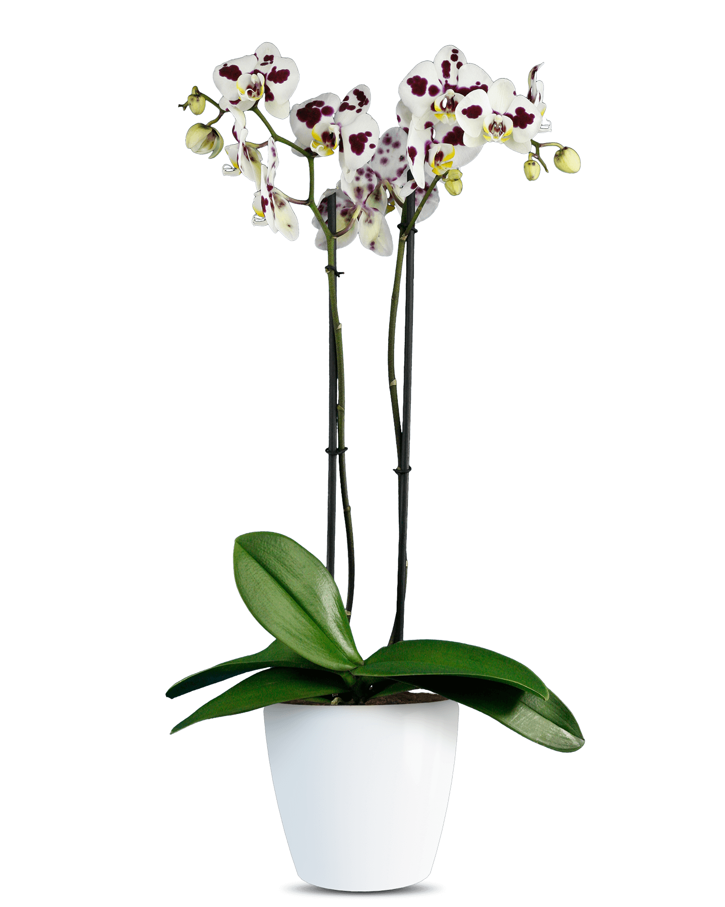 Phalaenopsis Nancy Çift Dallı Beyaz Orkide - Solo Plant