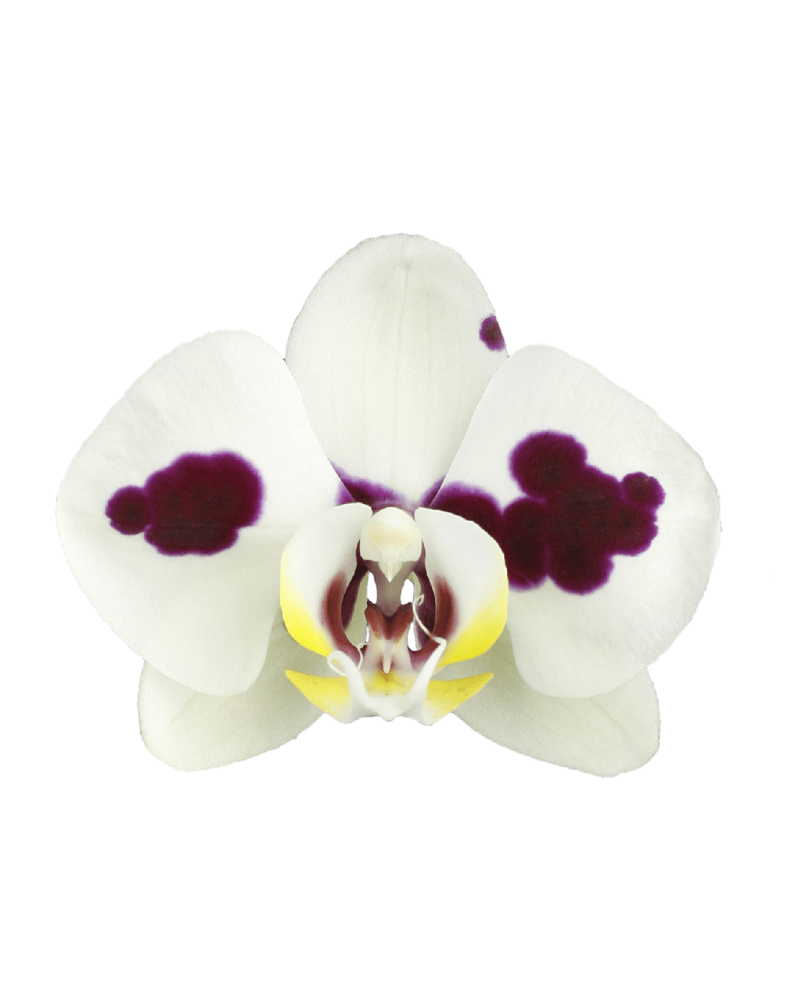 Phalaenopsis Nancy Çift Dallı Beyaz Orkide - 2