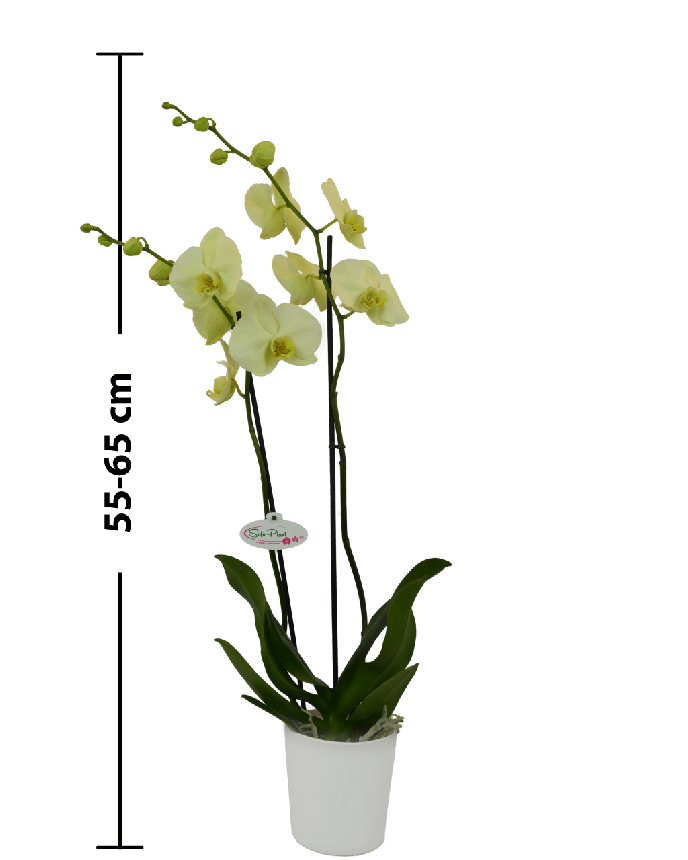 Phalaenopsis Paloma Çift Dallı Sarı Orkide - 3