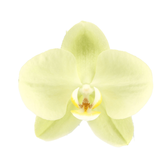 Phalaenopsis Paloma Çift Dallı Sarı Orkide - 2