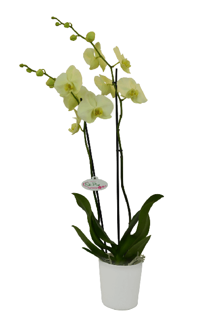 Phalaenopsis Paloma Çift Dallı Sarı Orkide - Solo Plant