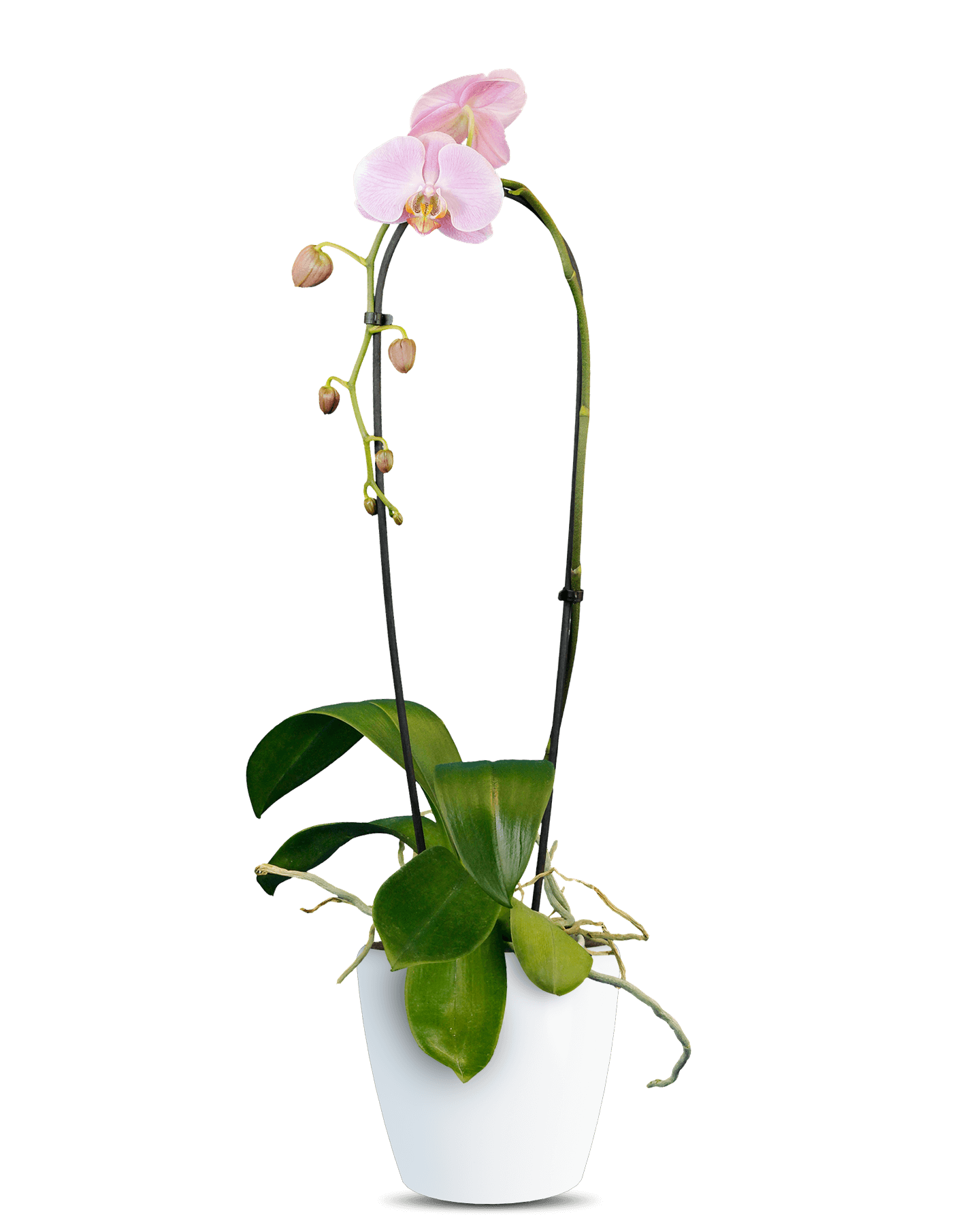 Phalaenopsis Pera Cascade Pembe Orkide - Solo Plant