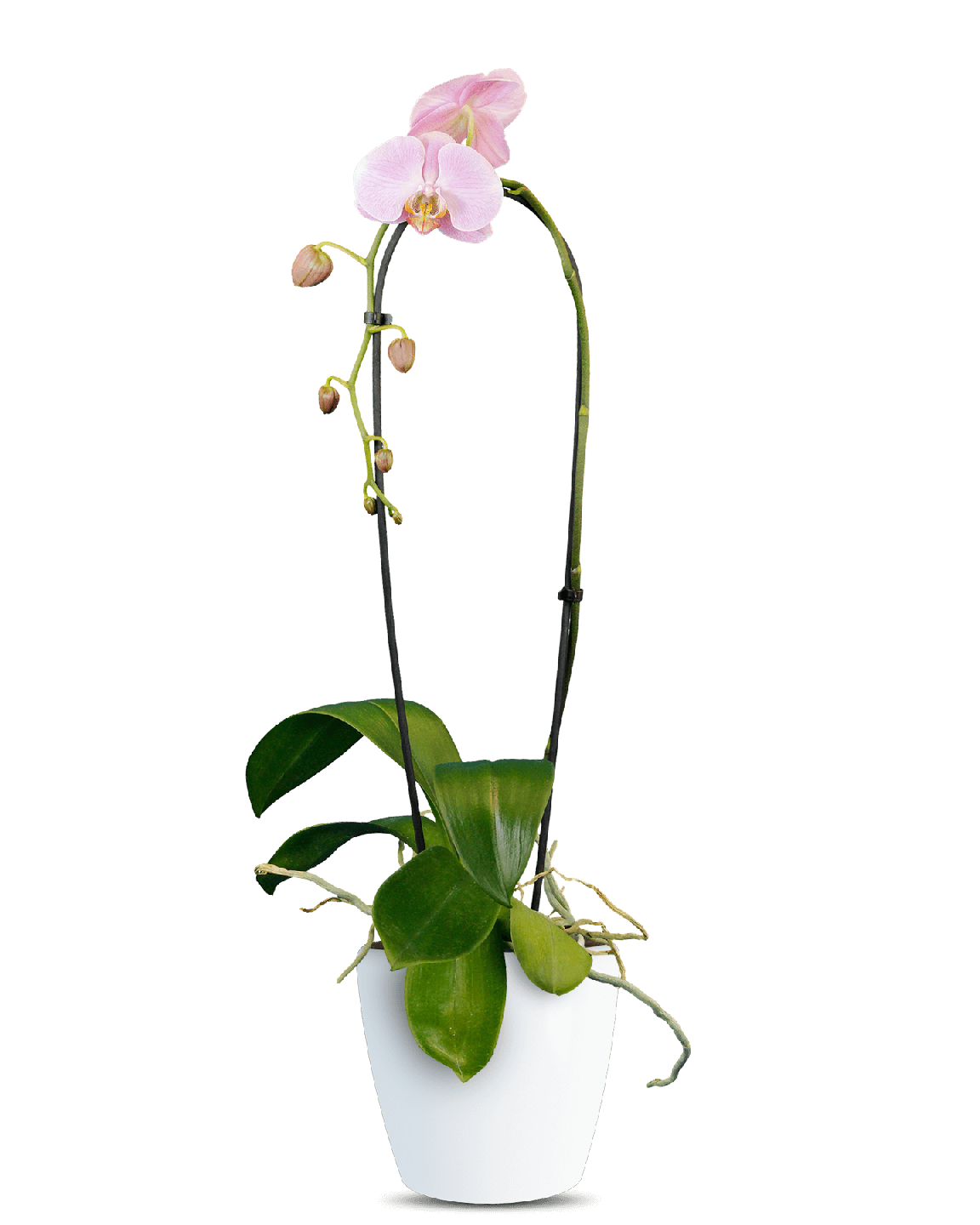 Phalaenopsis Pera Cascade Pembe Orkide - 1