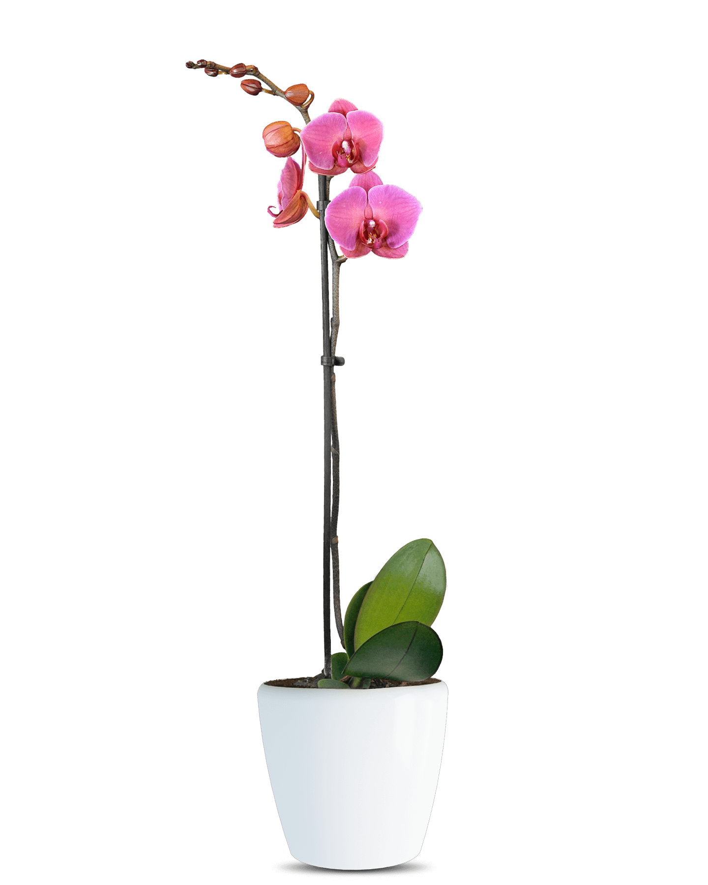 Solo Plant - Phalaenopsis Rafiella Tek Dallı Sarı Orkide