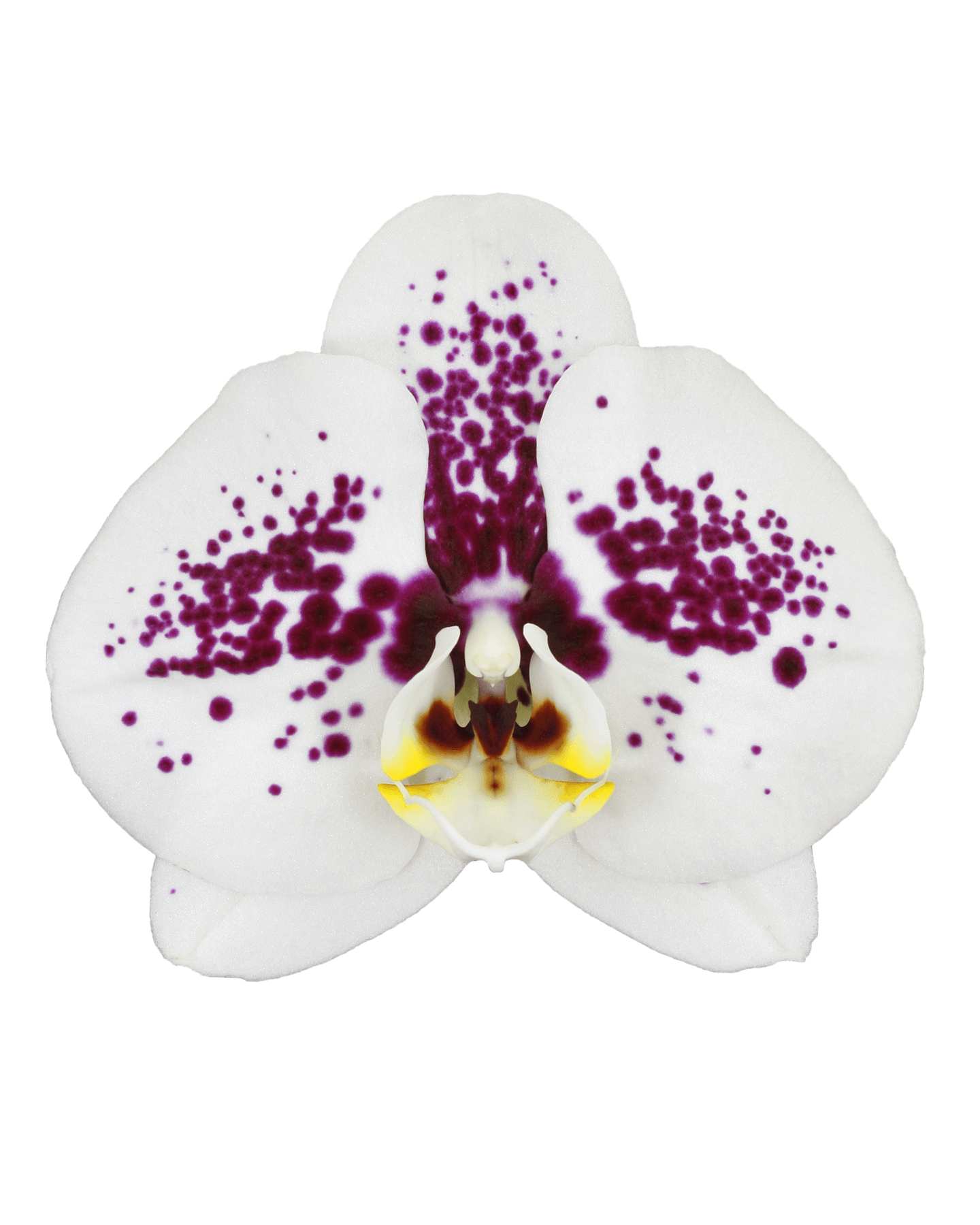 Phalaenopsis Ramona Tek Dallı Çok Renkli Orkide - 2