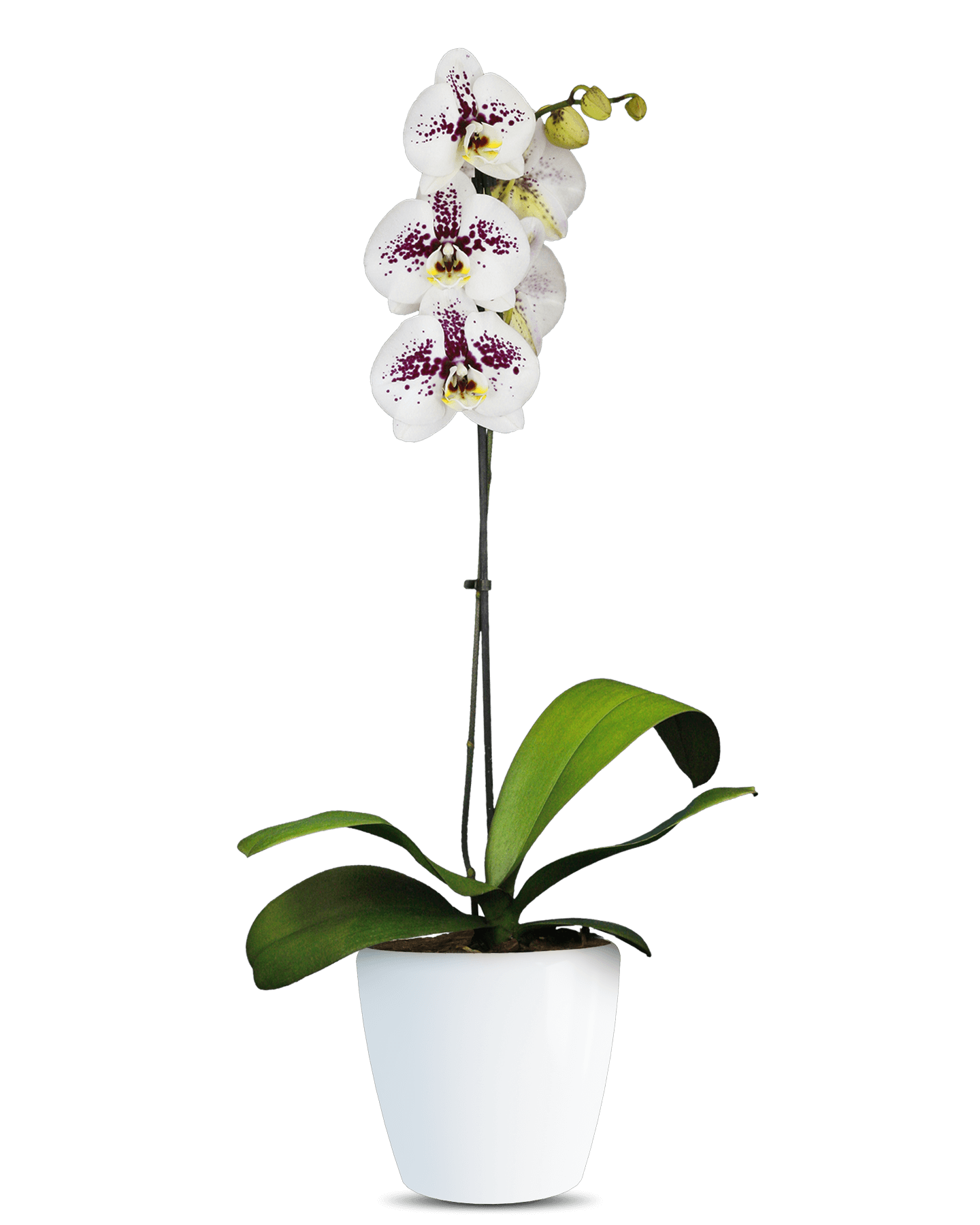 Phalaenopsis Ramona Tek Dallı Çok Renkli Orkide - Solo Plant