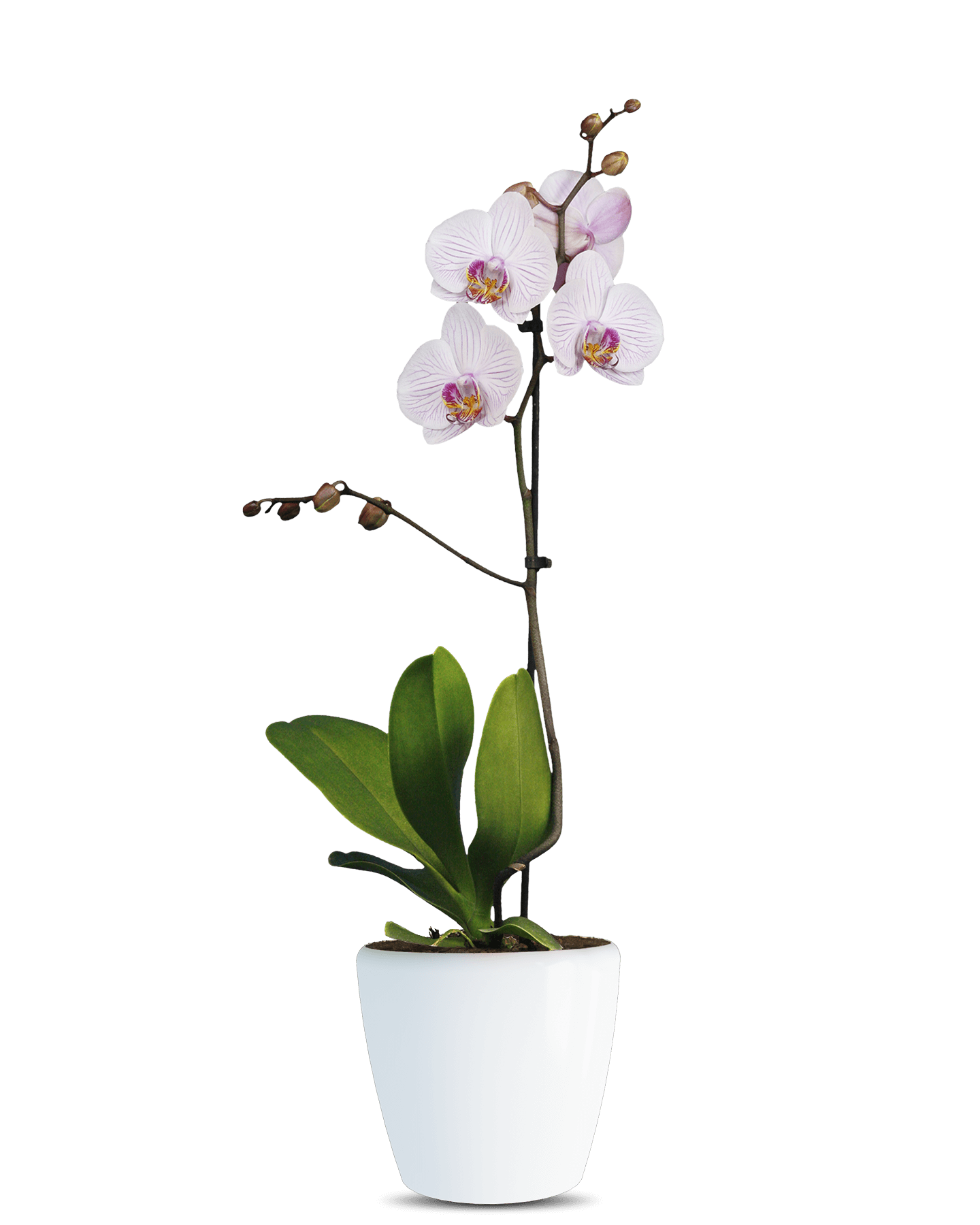 Phalaenopsis Rosie Tek Dallı Çok Renkli Orkide - Solo Plant