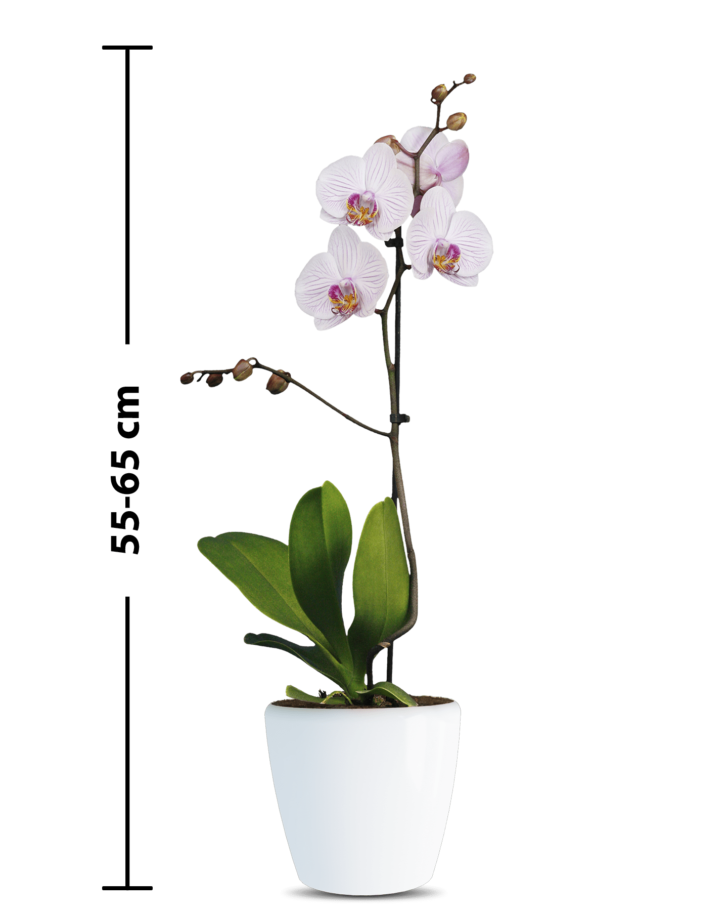 Phalaenopsis Rosie Tek Dallı Çok Renkli Orkide - 3