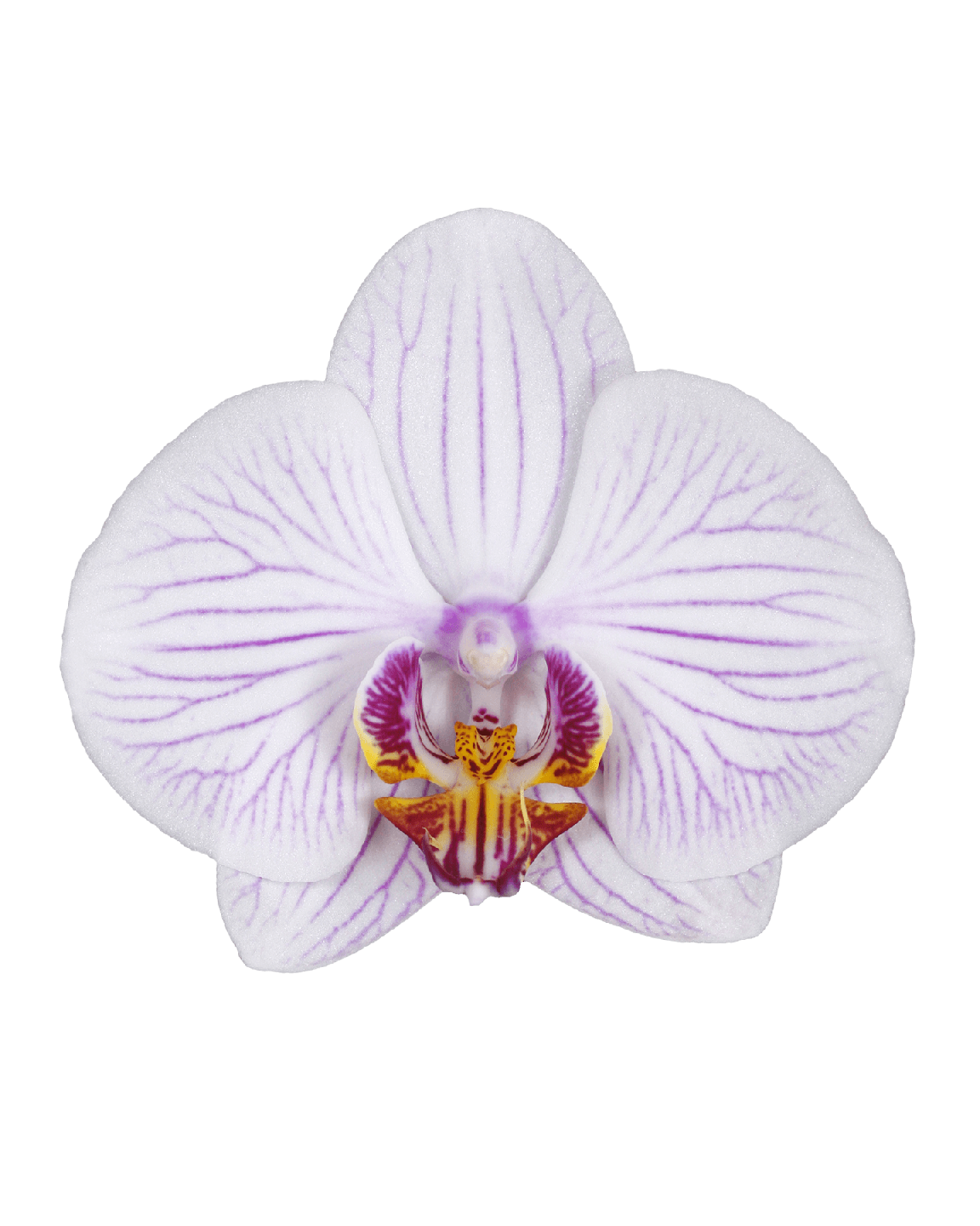 Phalaenopsis Rosie Tek Dallı Çok Renkli Orkide - 2