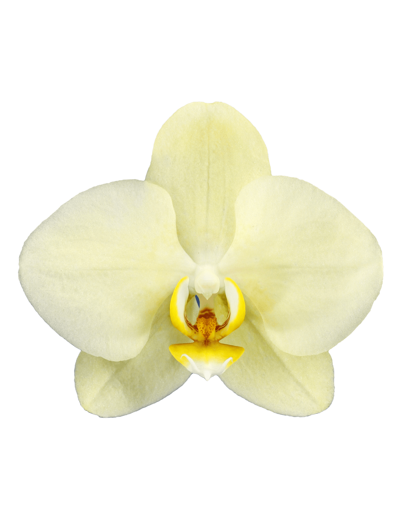 Phalaenopsis Roxana Çift Dallı Sarı Orkide - 2