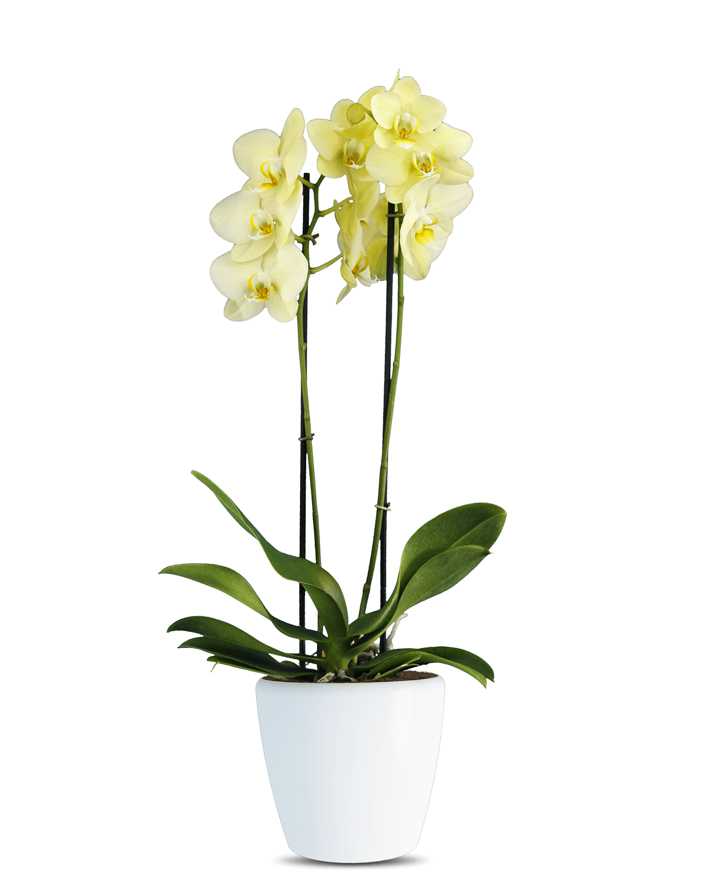 Phalaenopsis Roxana Çift Dallı Sarı Orkide - Solo Plant