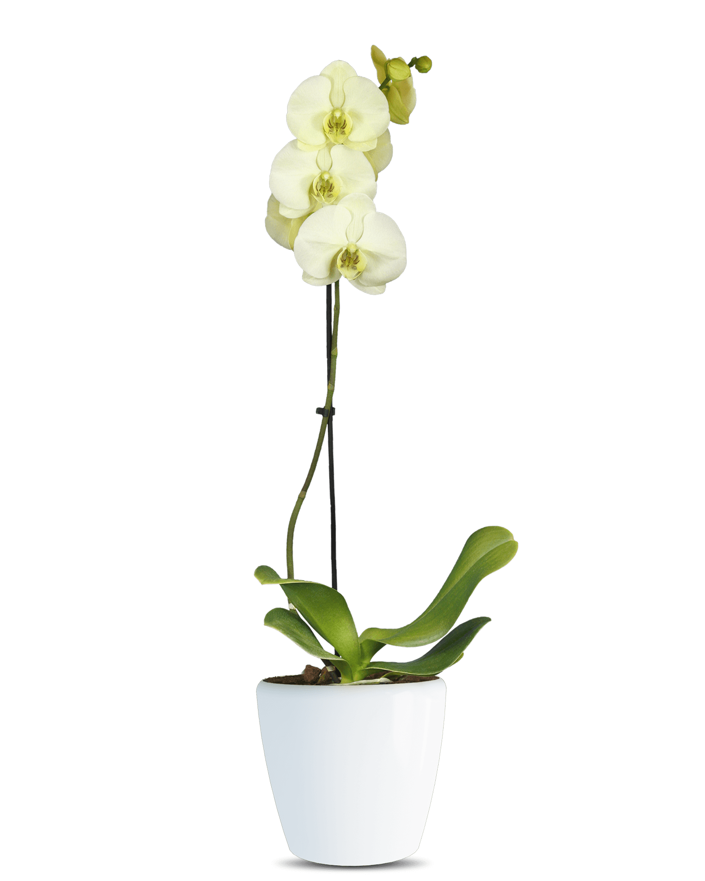 Solo Plant - Phalaenopsis Roxana Tek Dallı Sarı Orkide
