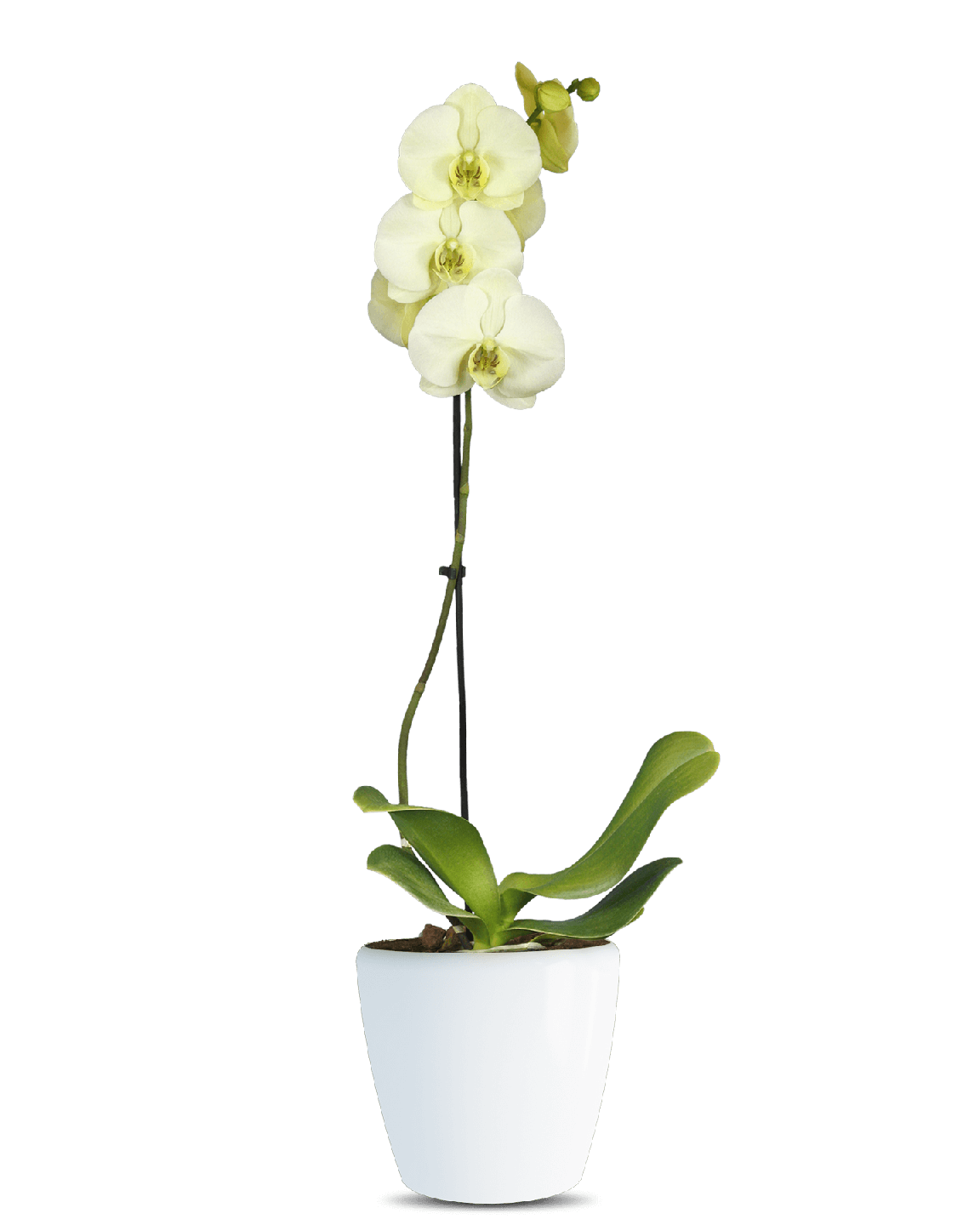 Phalaenopsis Roxana Tek Dallı Sarı Orkide - 1