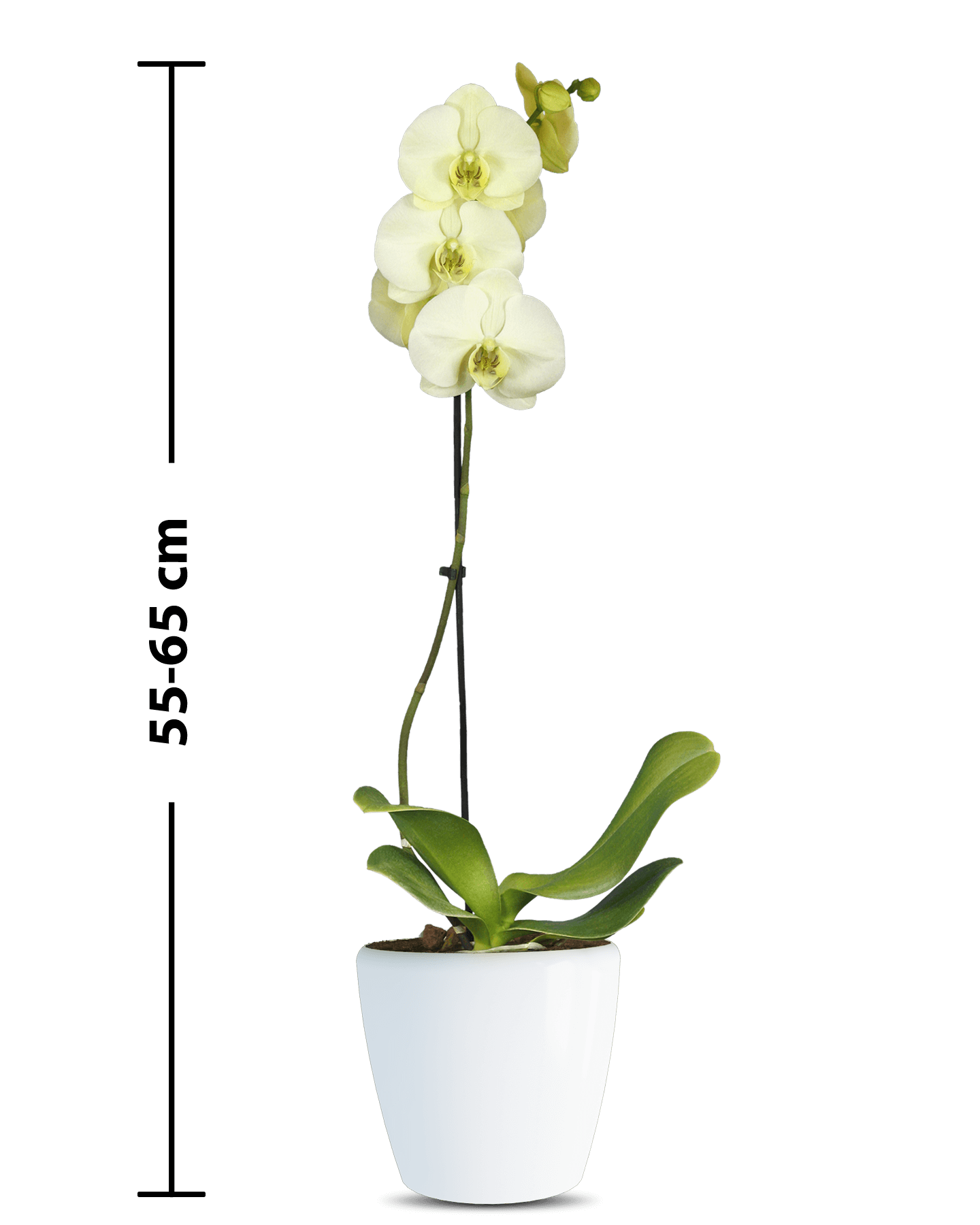Phalaenopsis Roxana Tek Dallı Sarı Orkide - 3