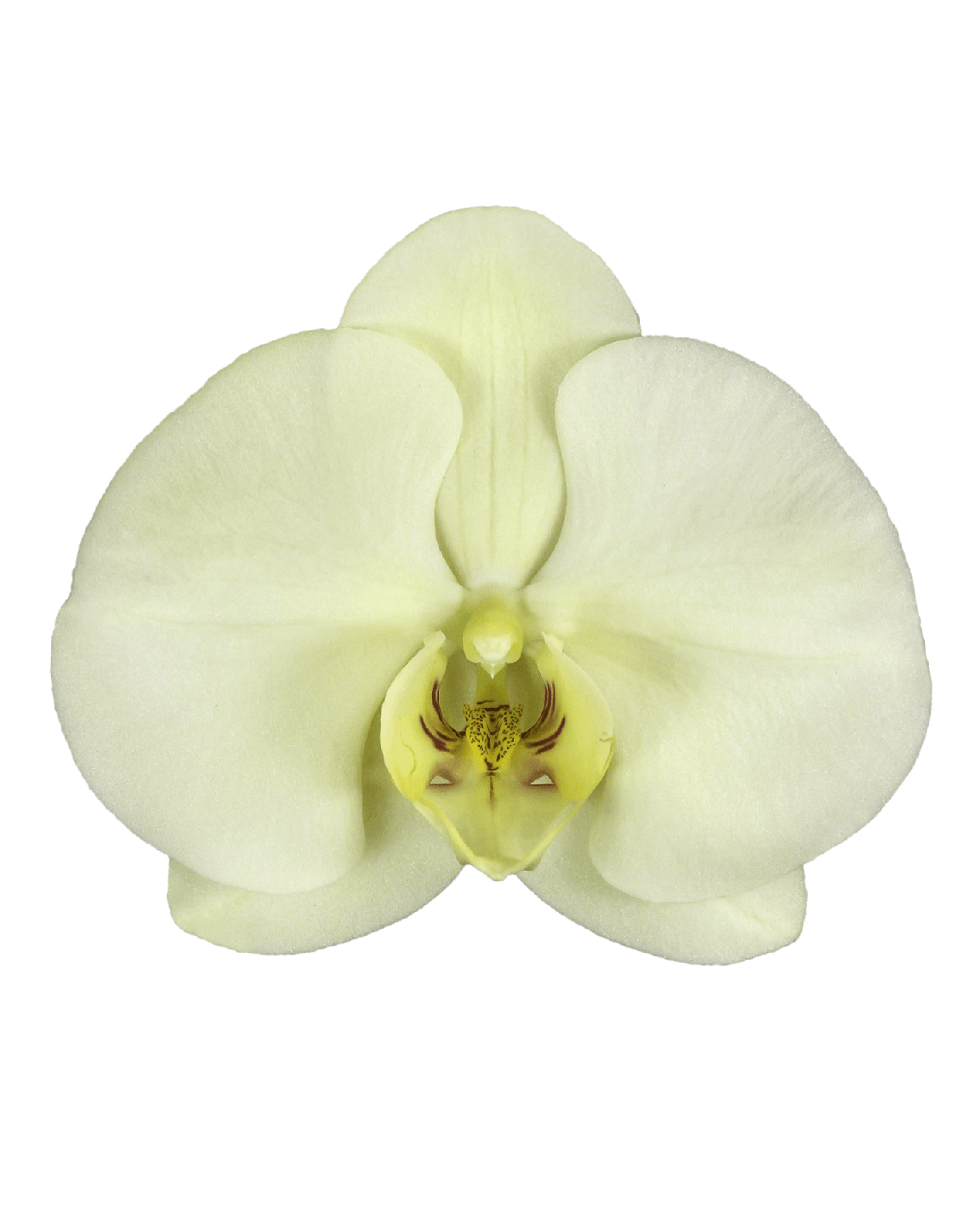 Phalaenopsis Roxana Tek Dallı Sarı Orkide - 2