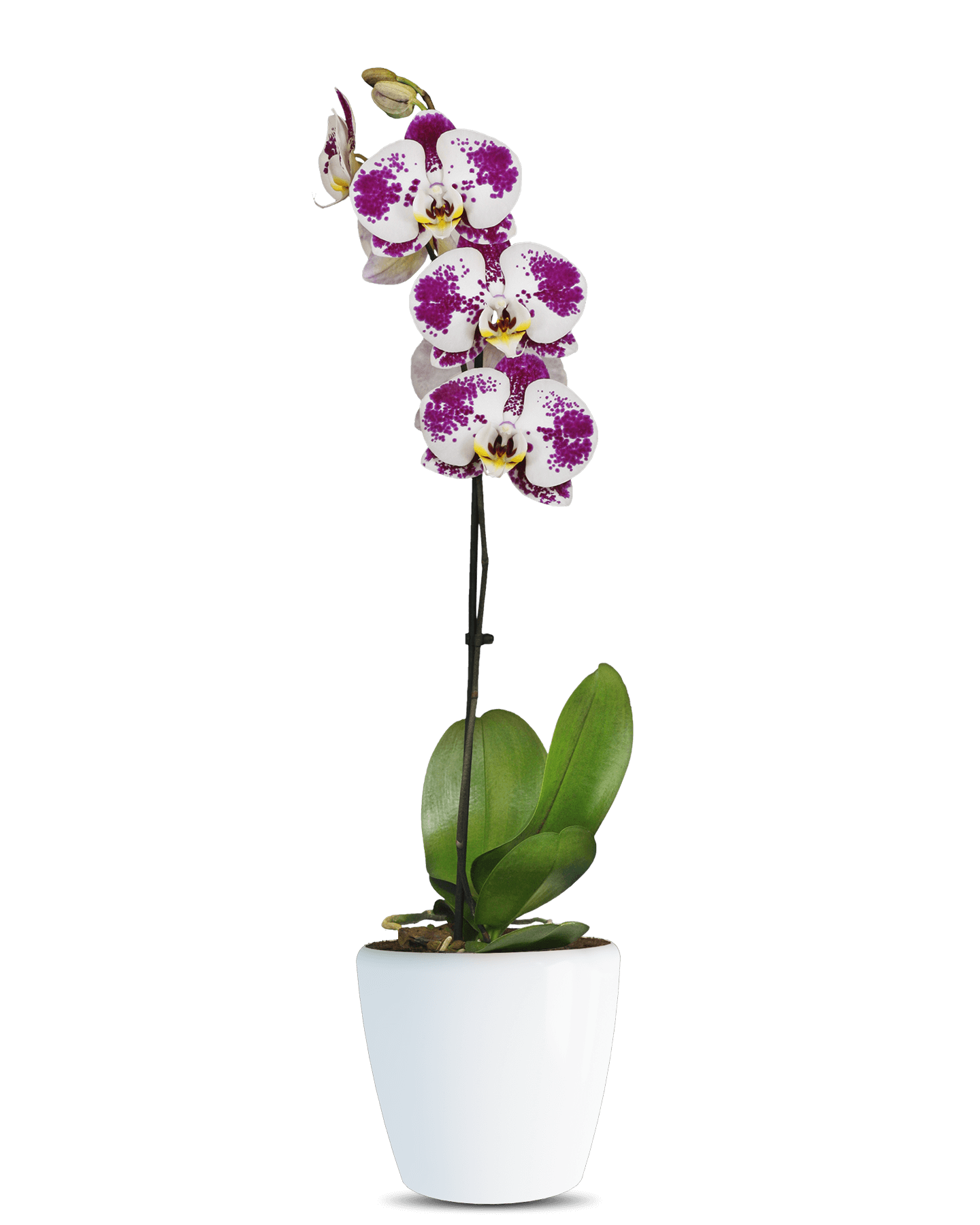 Phalaenopsis Rubby Tek Dallı Çok Renkli Orkide - Solo Plant