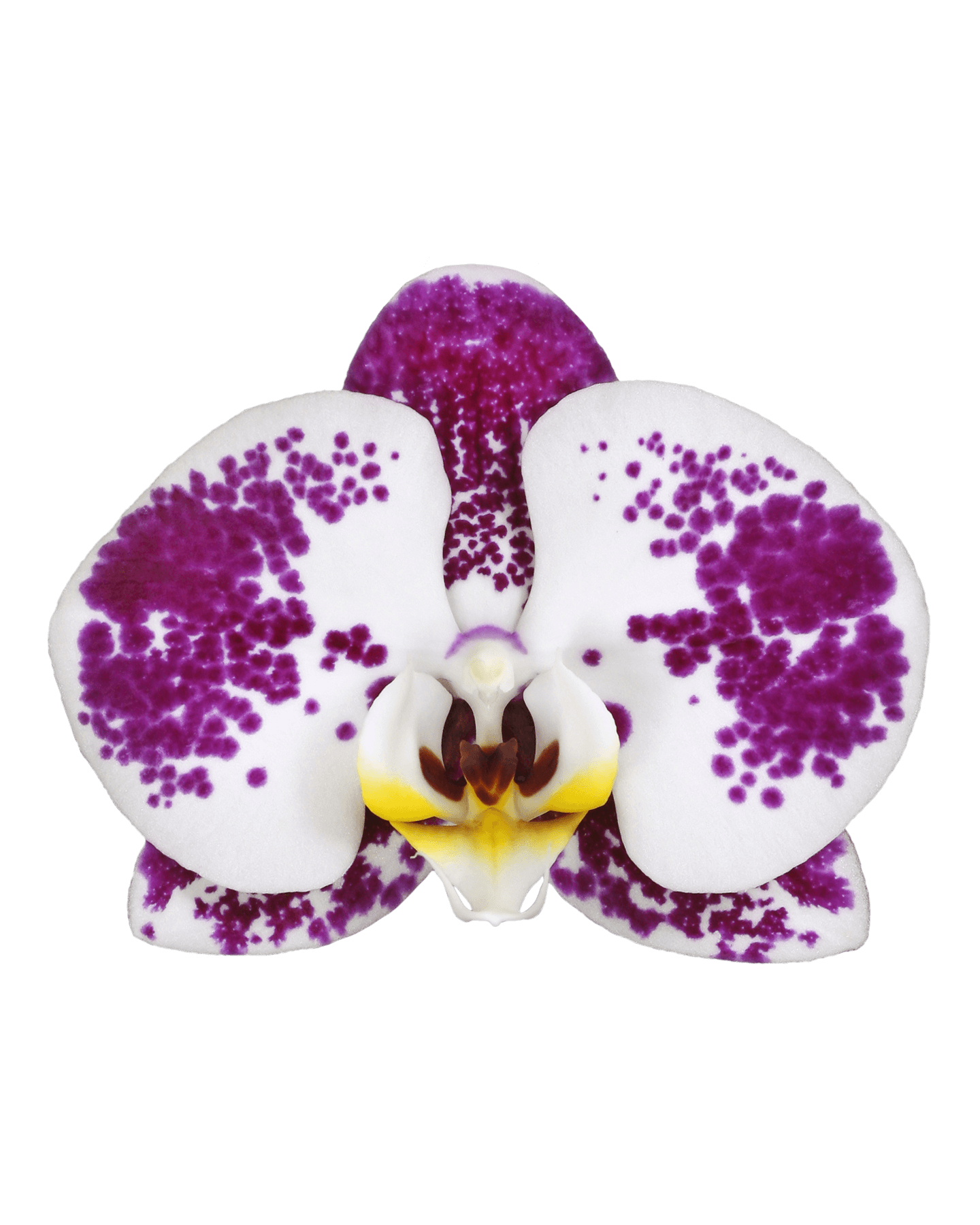 Phalaenopsis Rubby Tek Dallı Çok Renkli Orkide - 2