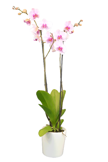 Phalaenopsis Sabrina Çift Dallı Pembe Orkide - Solo Plant