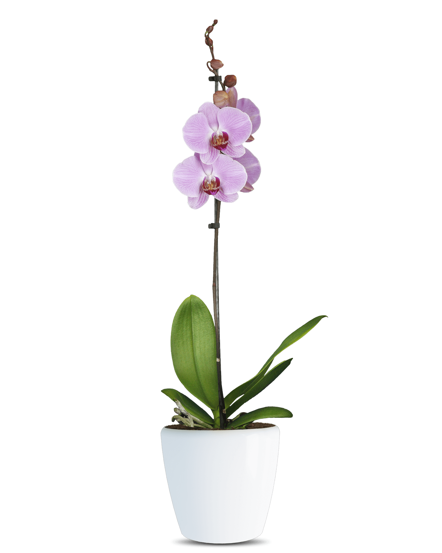 Phalaenopsis Sabrina Tek Dallı Pembe Orkide - Solo Plant