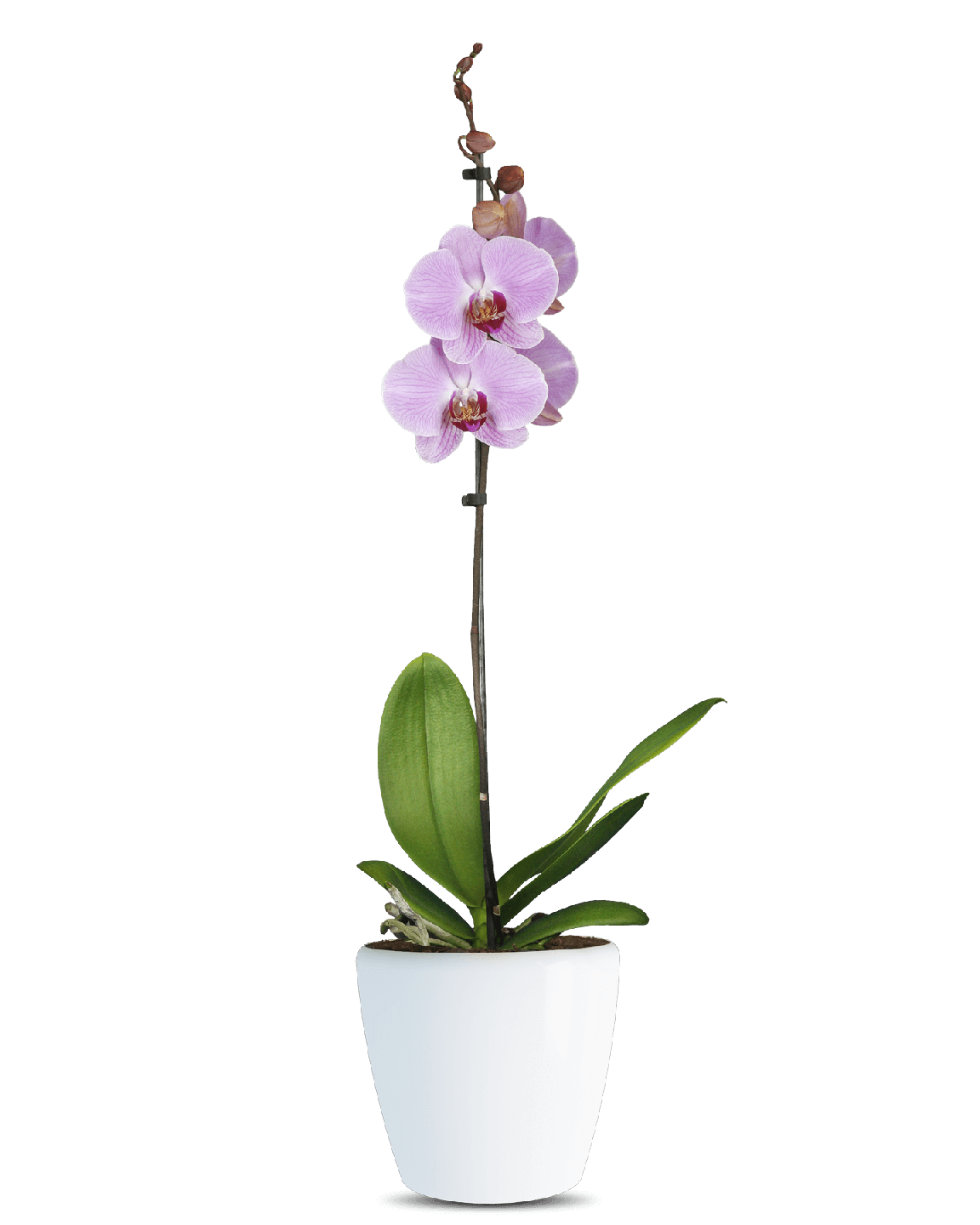 Phalaenopsis Sabrina Tek Dallı Pembe Orkide - Thumbnail