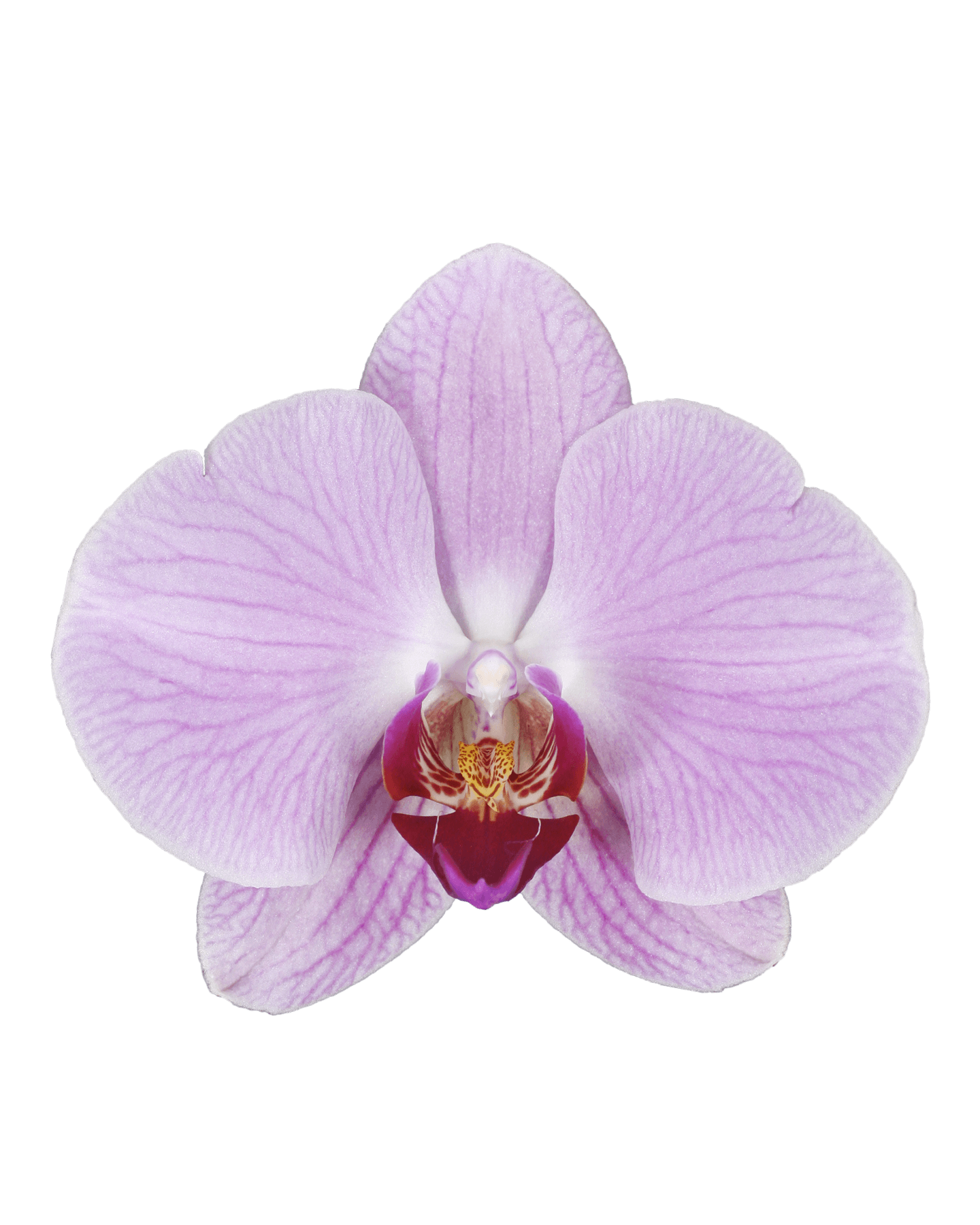 Phalaenopsis Sabrina Tek Dallı Pembe Orkide
