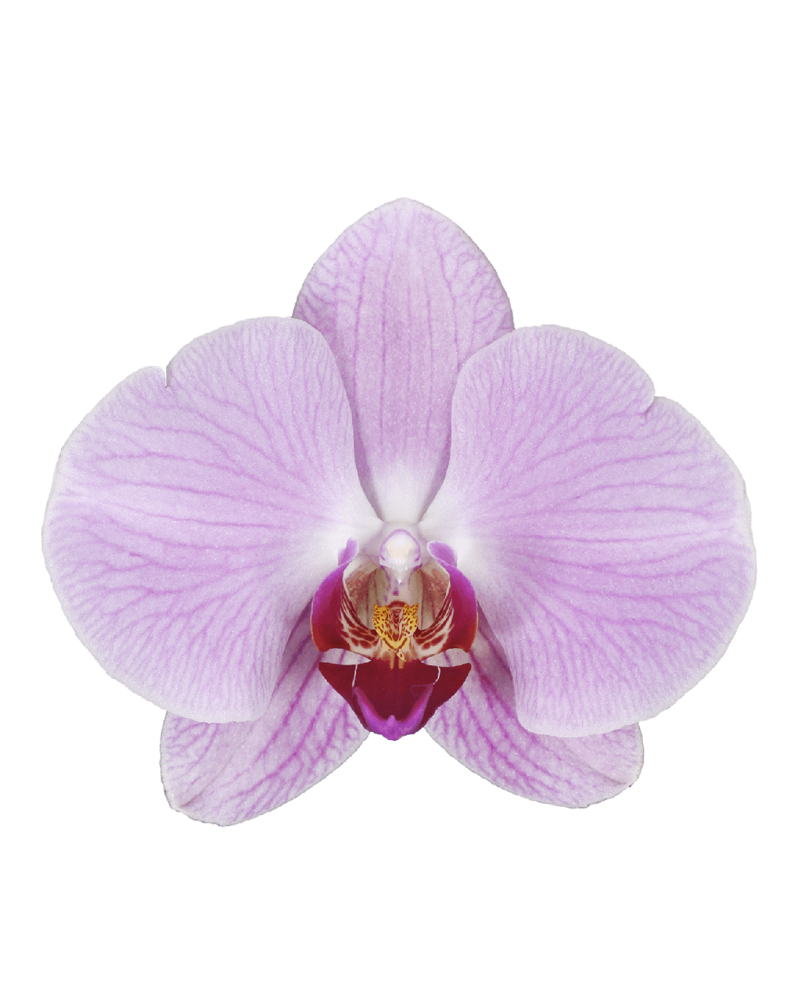 Phalaenopsis Sabrina Tek Dallı Pembe Orkide - Thumbnail