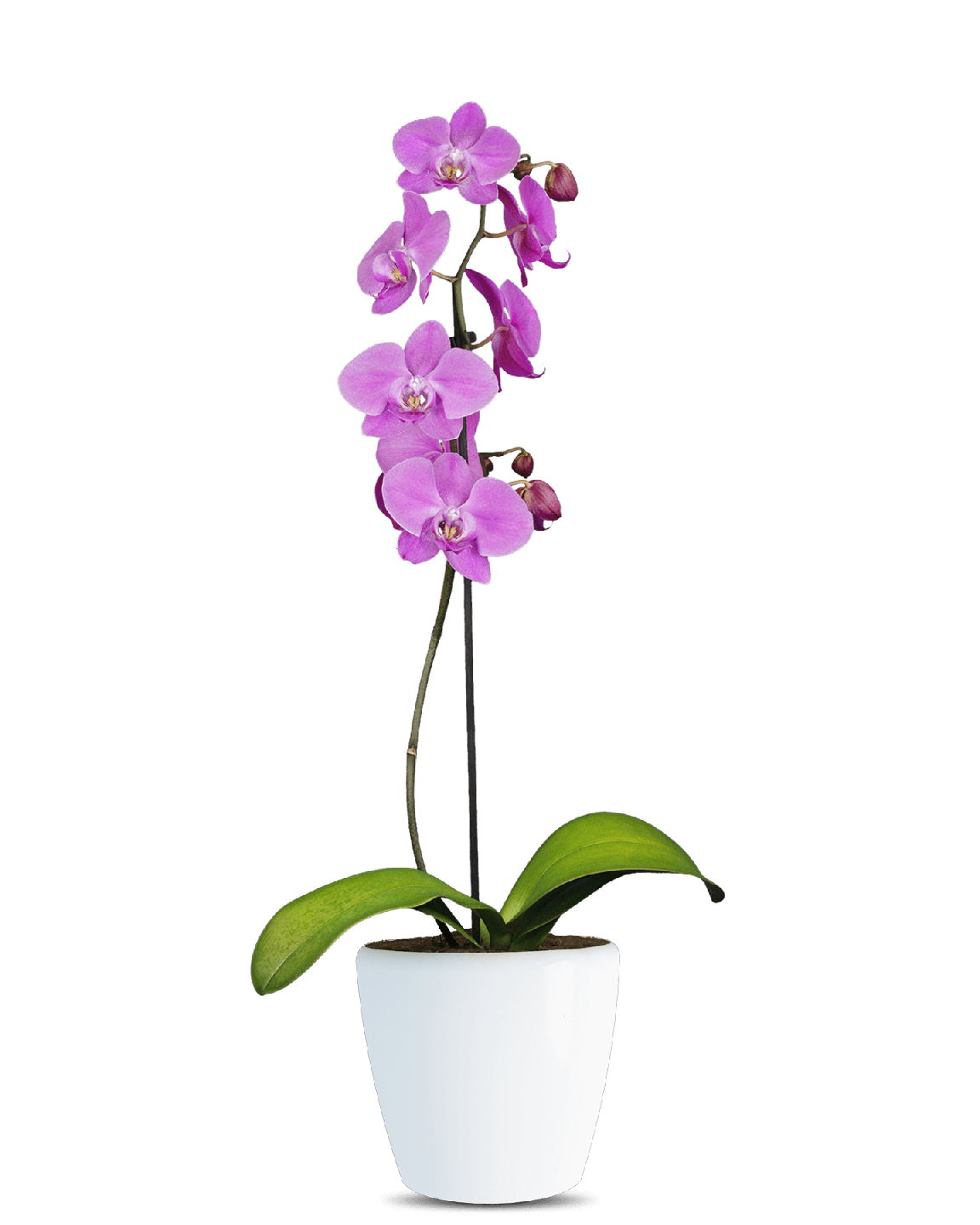 Phalaenopsis Sahra Tek Dallı Pembe Orkide - 1