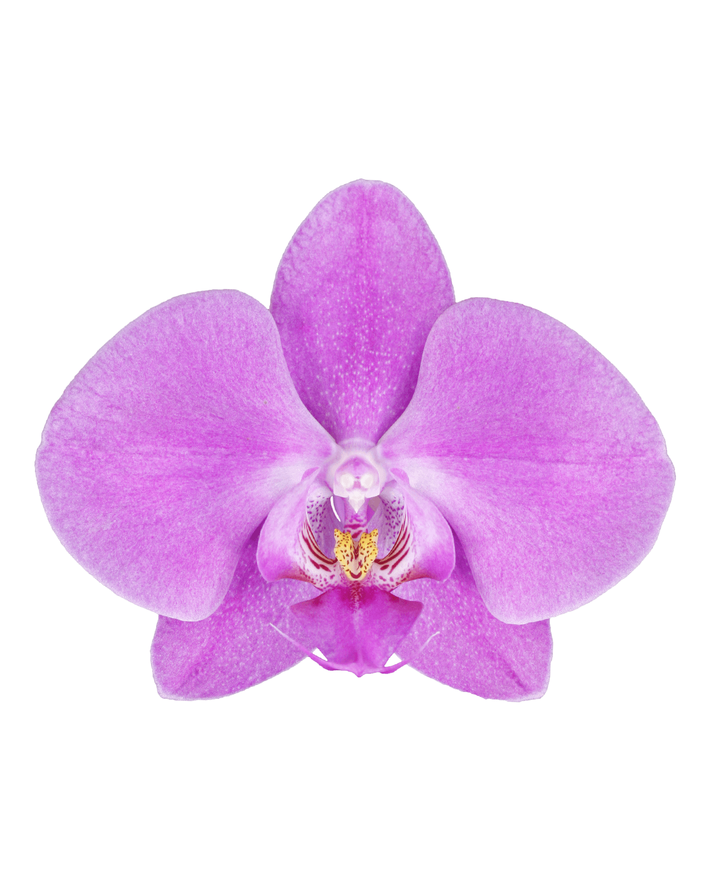 Phalaenopsis Sahra Tek Dallı Pembe Orkide - 2