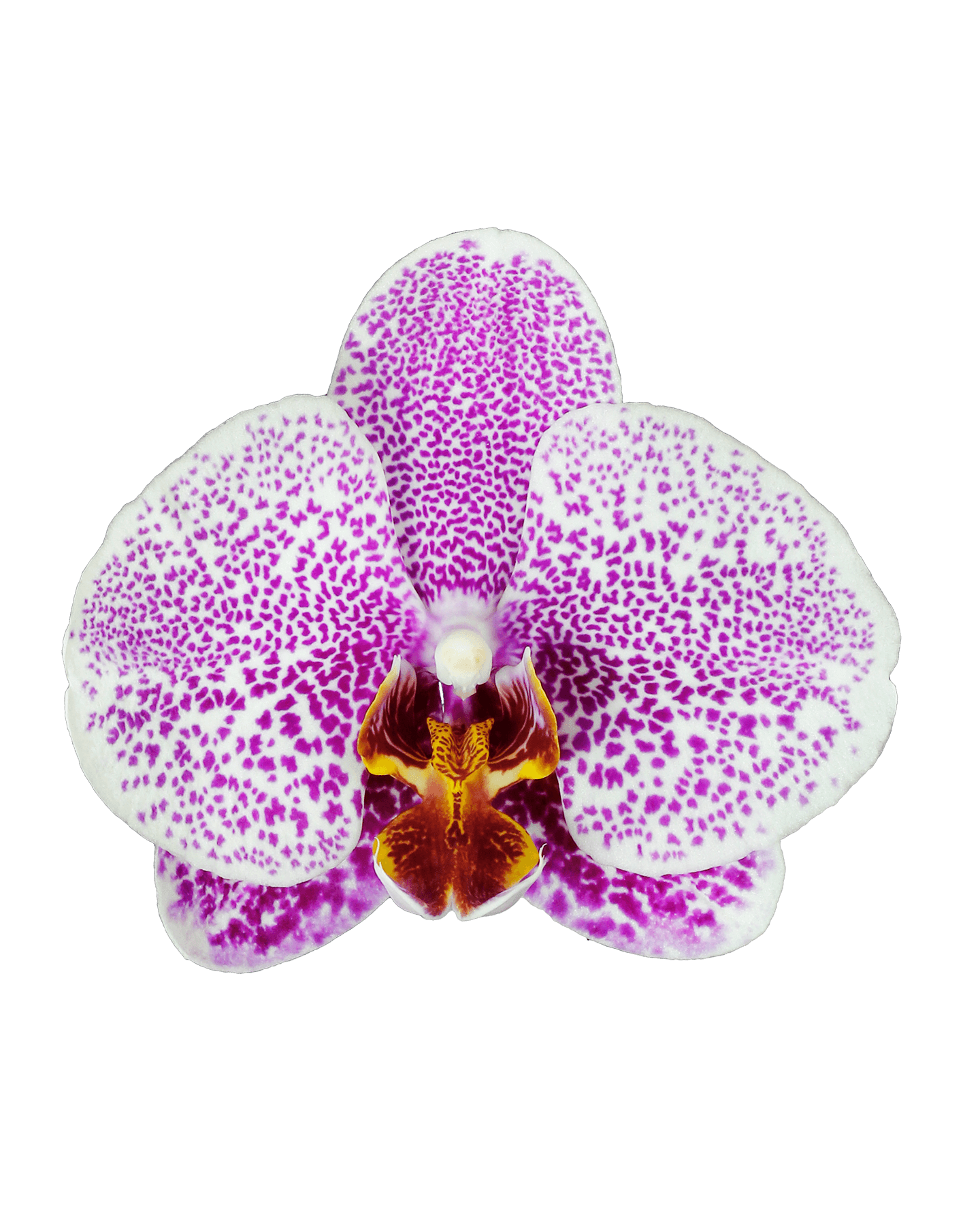 Phalaenopsis Sarah Tek Dallı Çok Renki Orkide - 2